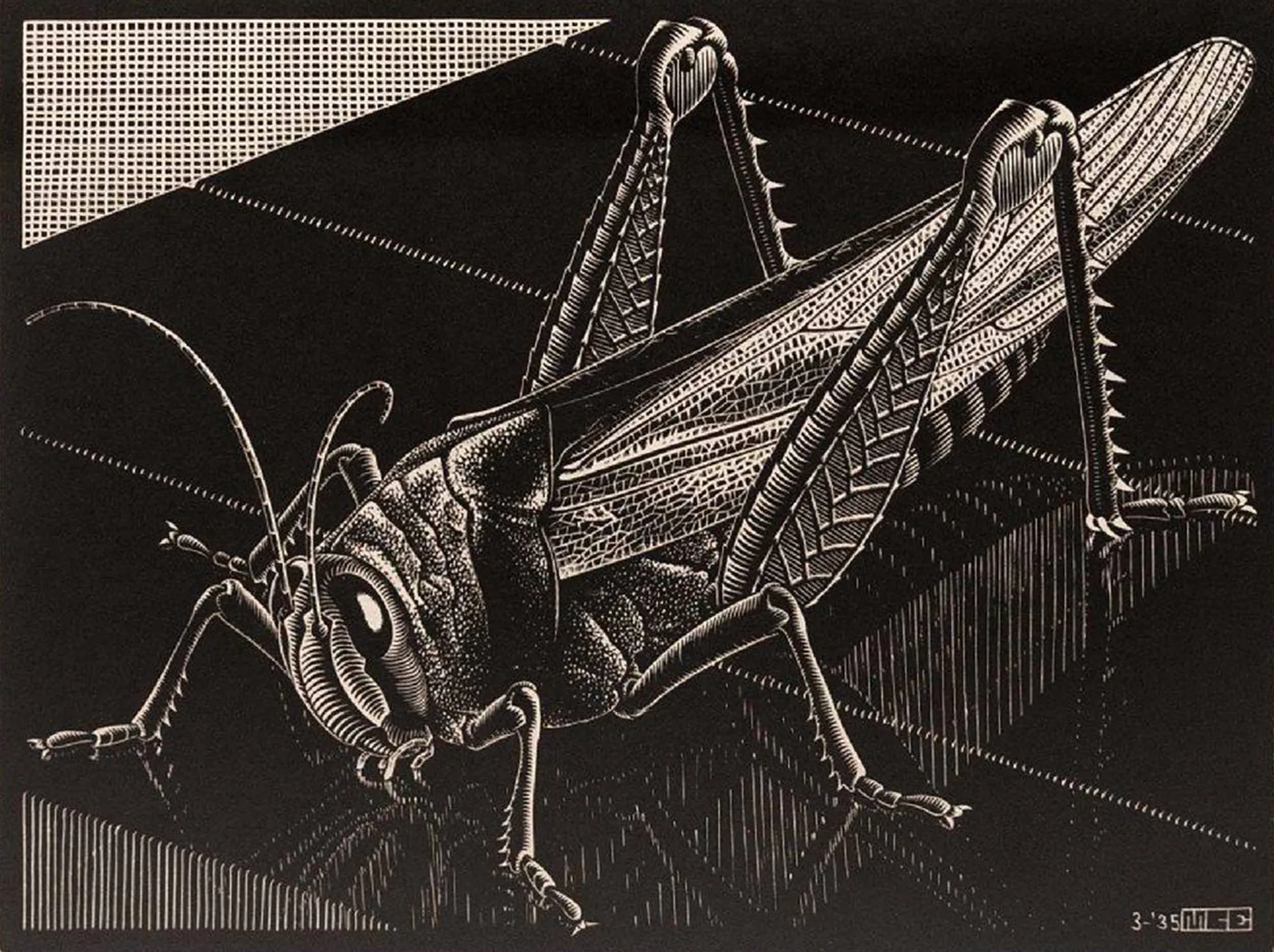 M.C. Escher (1898–1972) Grasshopper, 1935 Wood engraving Image: 7 1/8 x 9 3/8 in Sheet: 8 1/2 x 11 3/4 in
