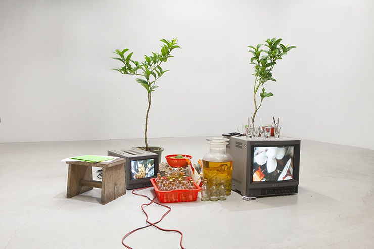 500 Lemon Trees, Hanoi Research Installation, mixed media, 2014, Dimension variable, The glimmer that we see, Vietnam; Free Art Space, Taipei, Taiwan