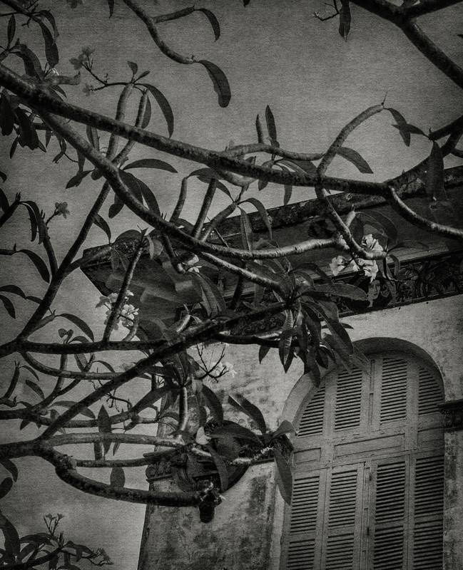 FLORE, C’est en 1930, Héliogravure réalisée par l’Atelier Helio’g / Fan- ny Boucher 24 x 30 cm