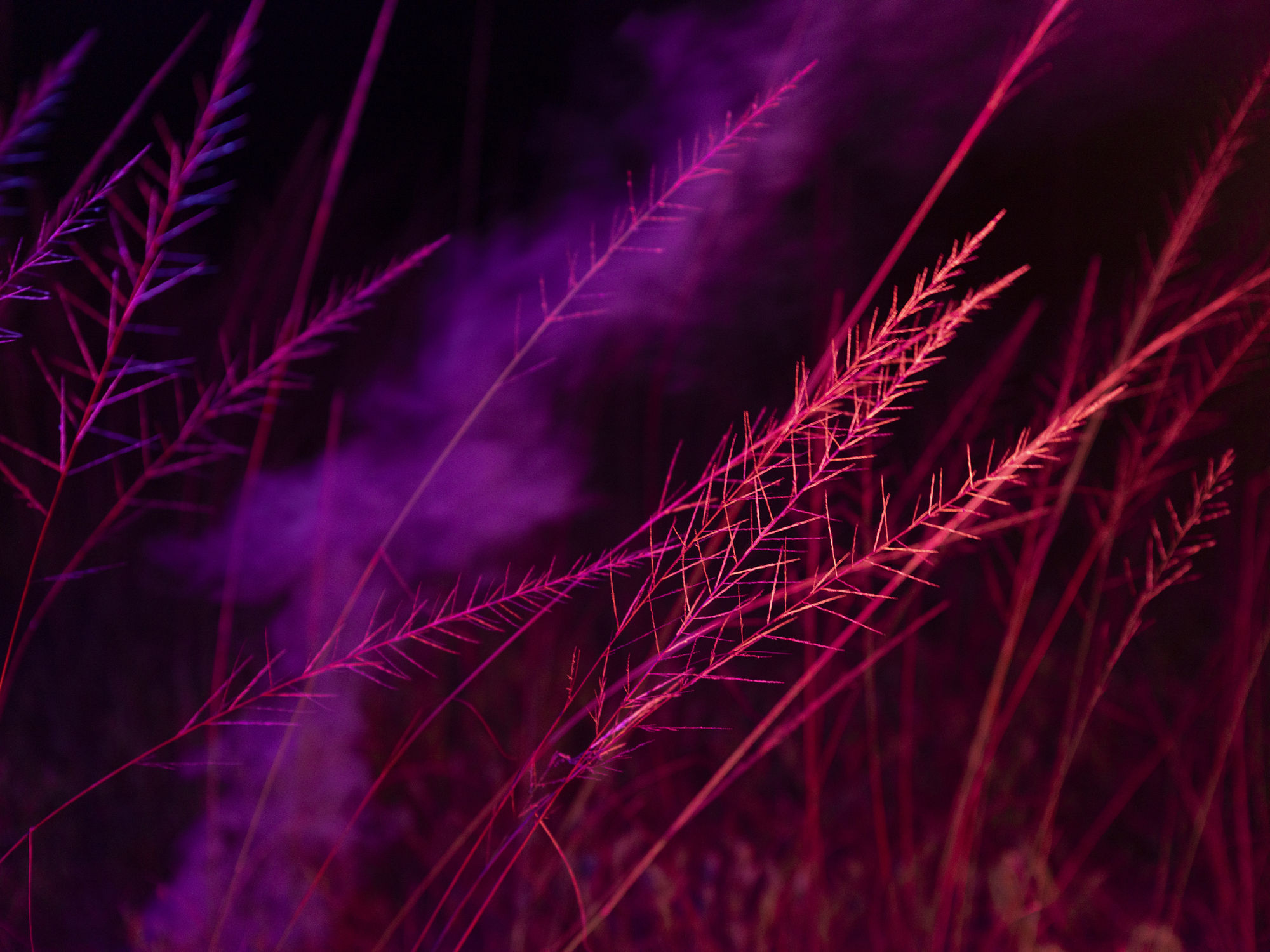 La lenteur des règnes