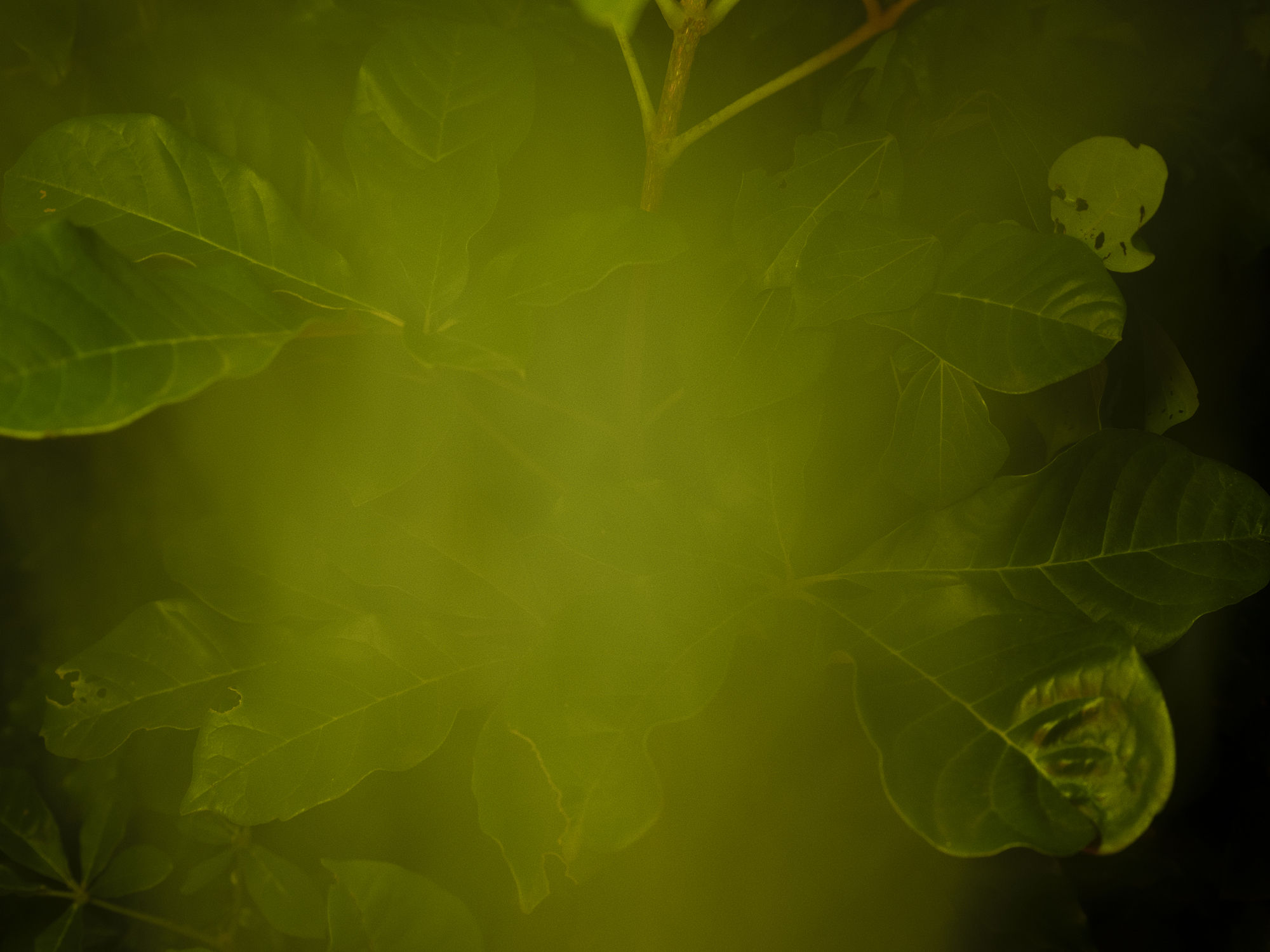 La lenteur des règnes