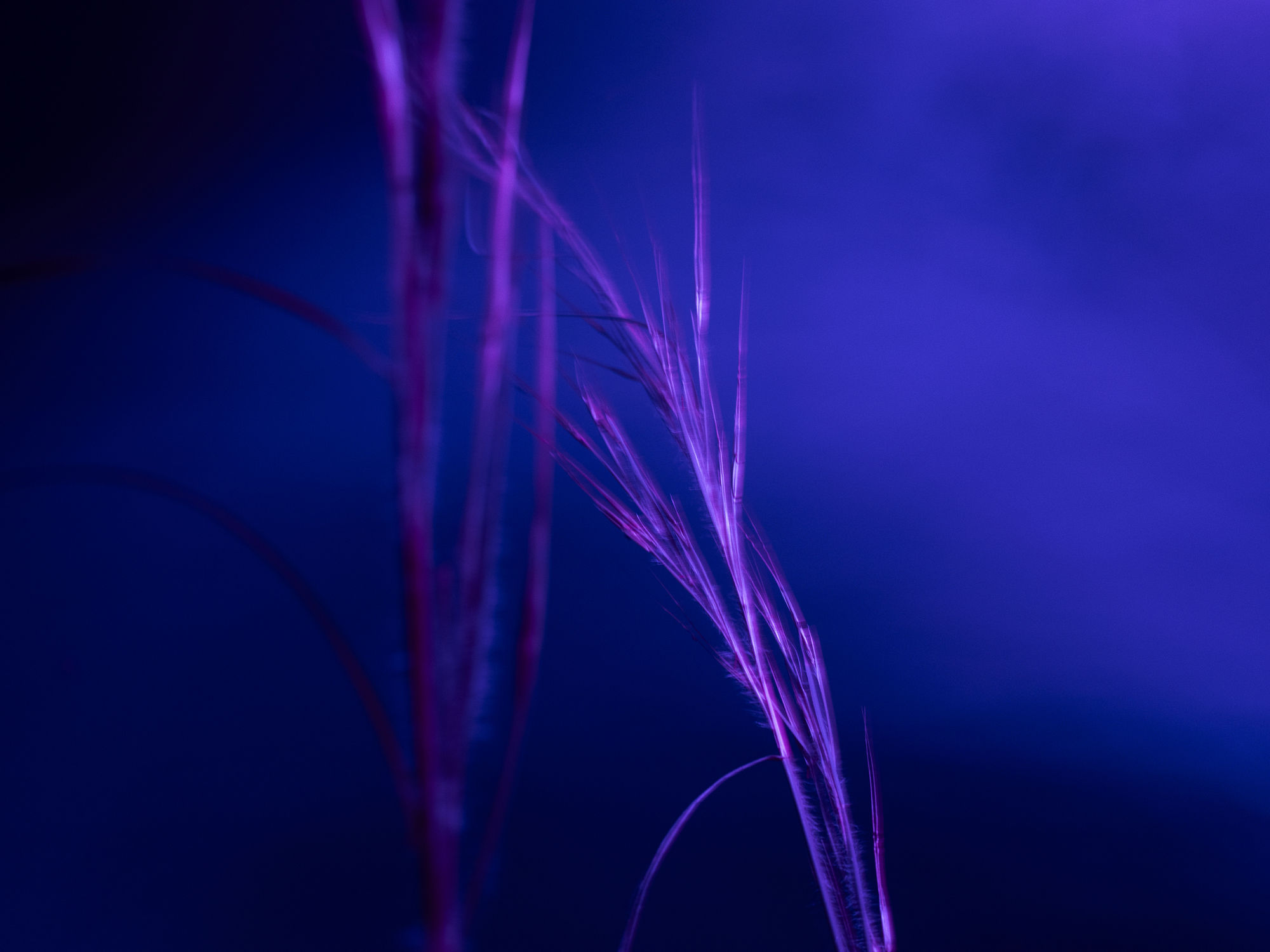 La lenteur des règnes