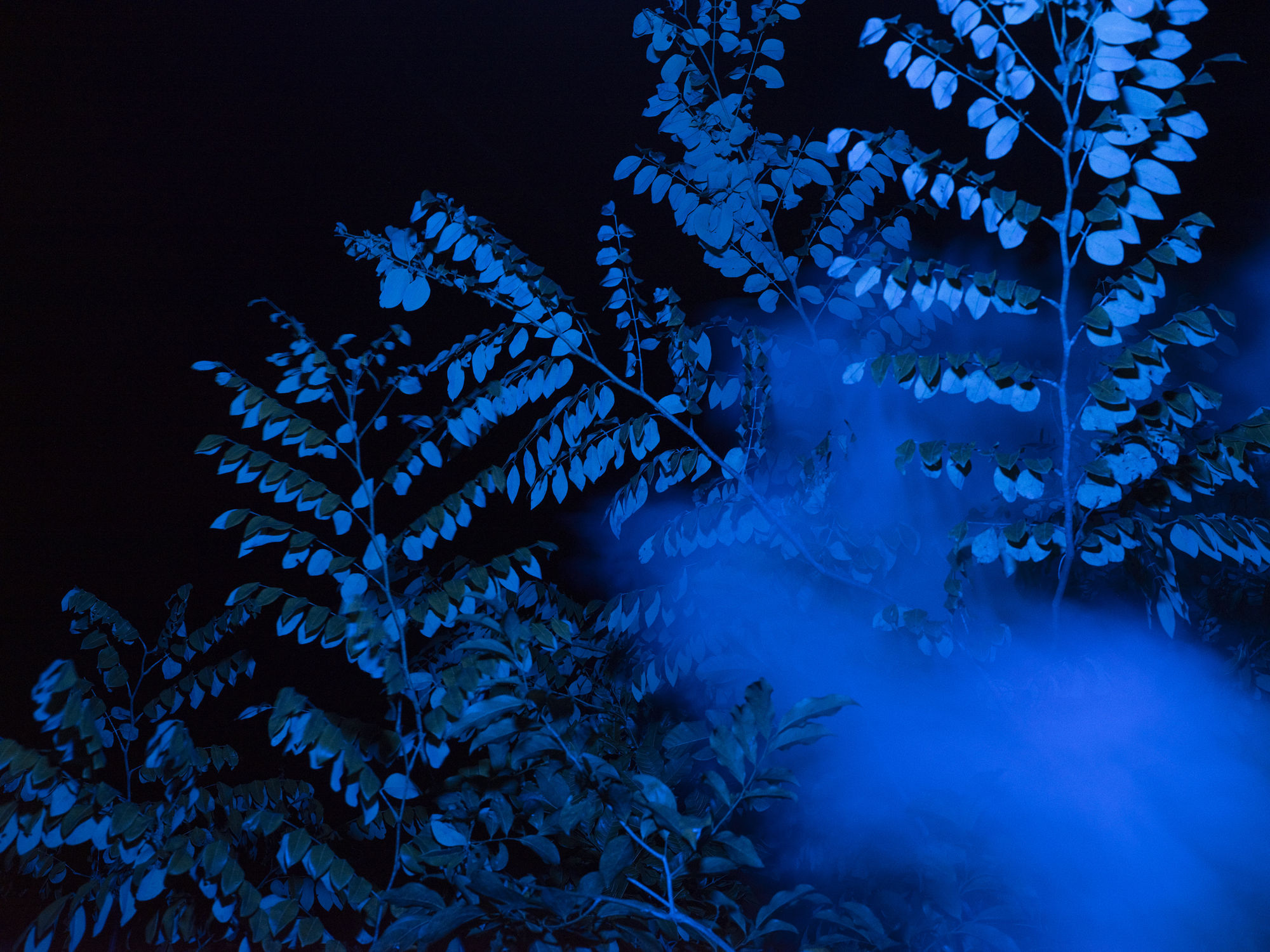 La lenteur des règnes