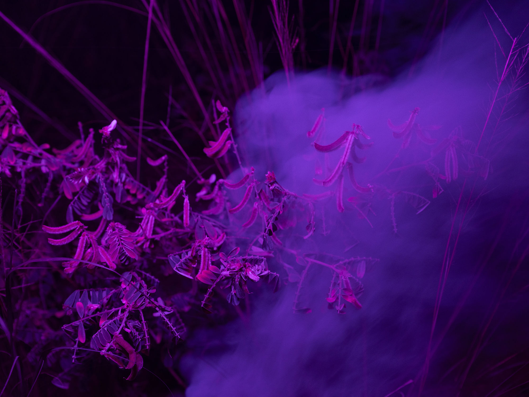 La lenteur des règnes