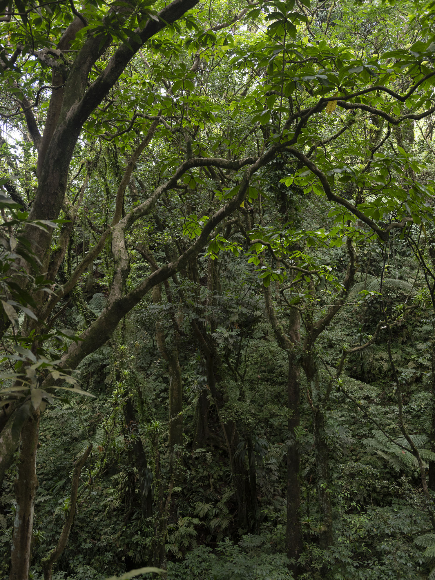 La lenteur des règnes