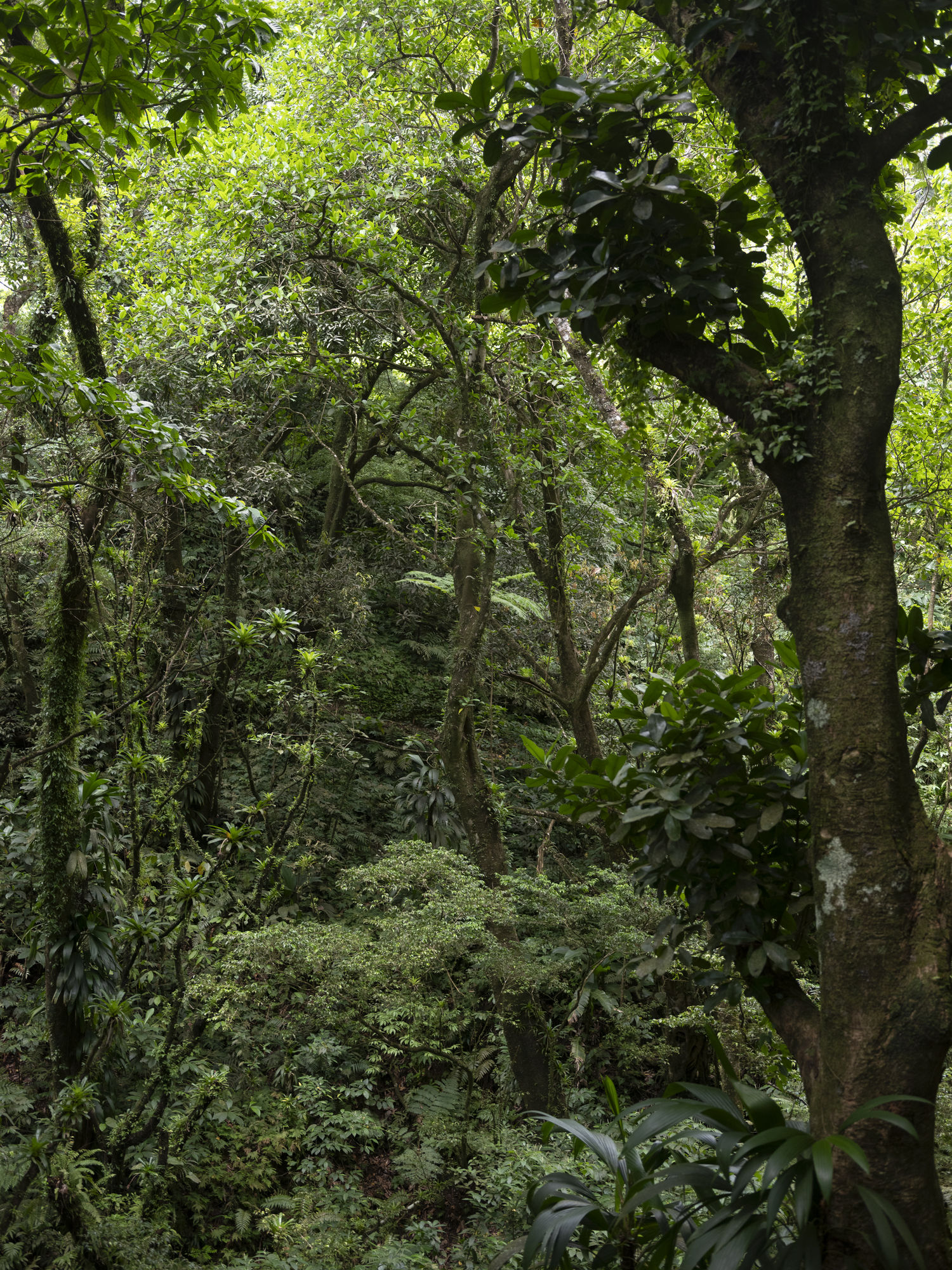 La lenteur des règnes