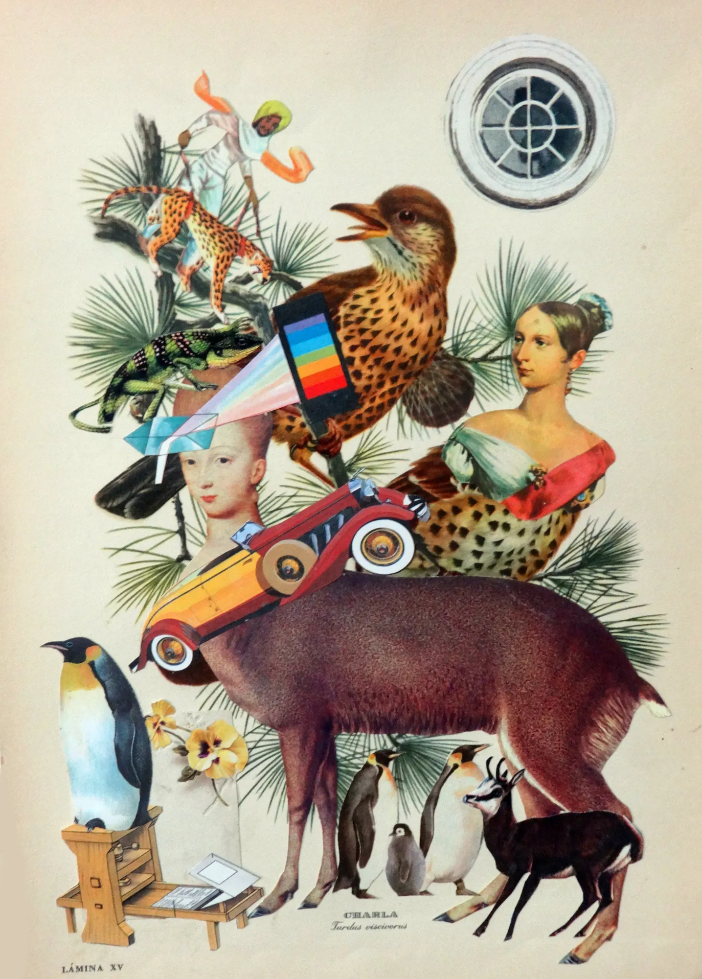 Pájaros de amuchástegui