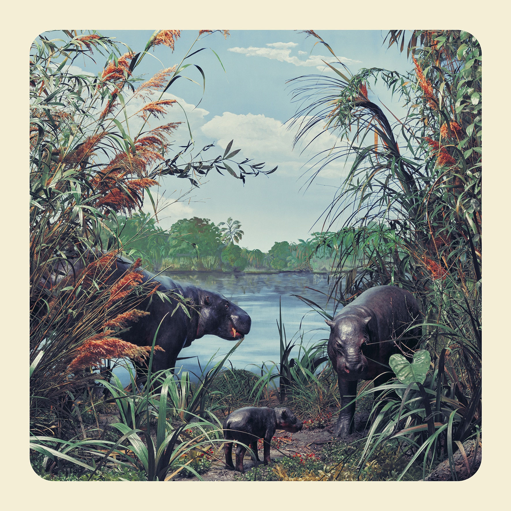 Jim Naughten, The Hippopotomi