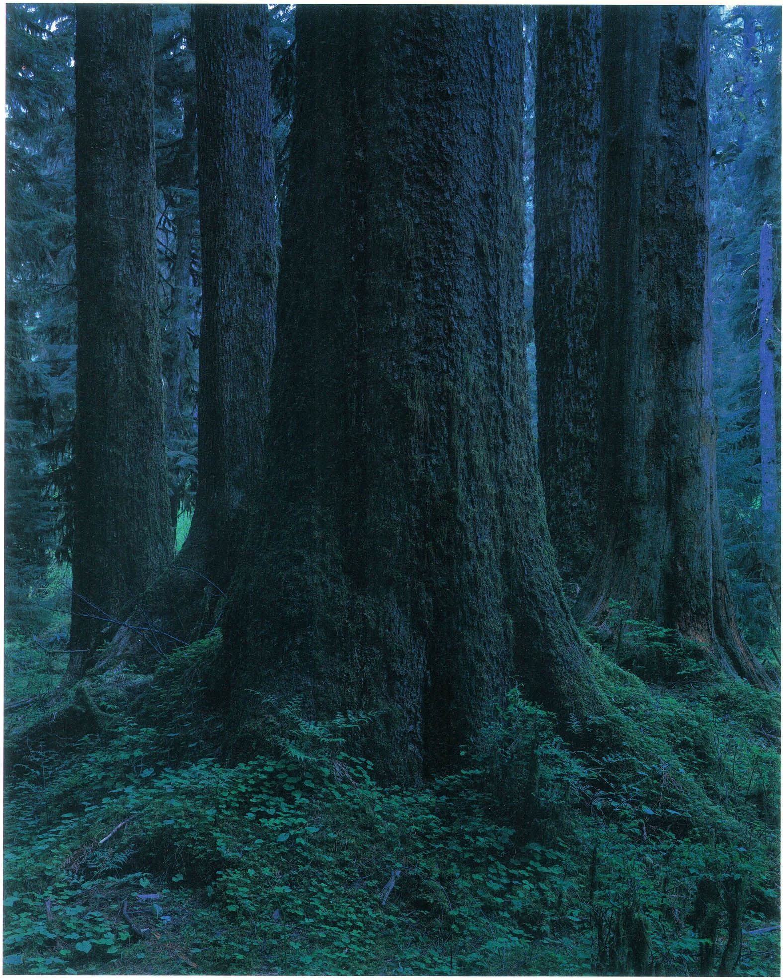 Yoshihiko Ueda, Quinault No. 11