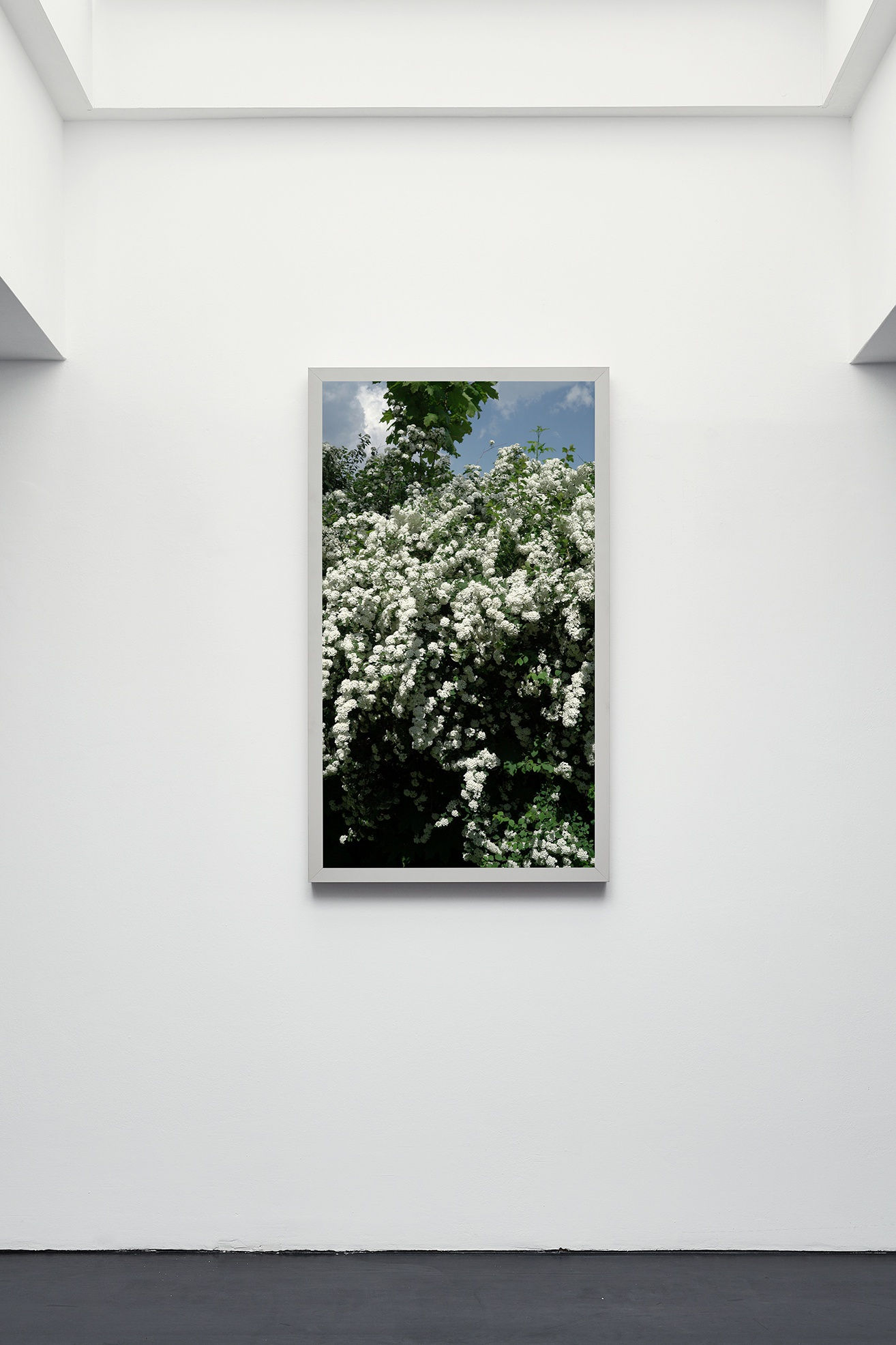 [COLOGNE] SHATTERED GLASS