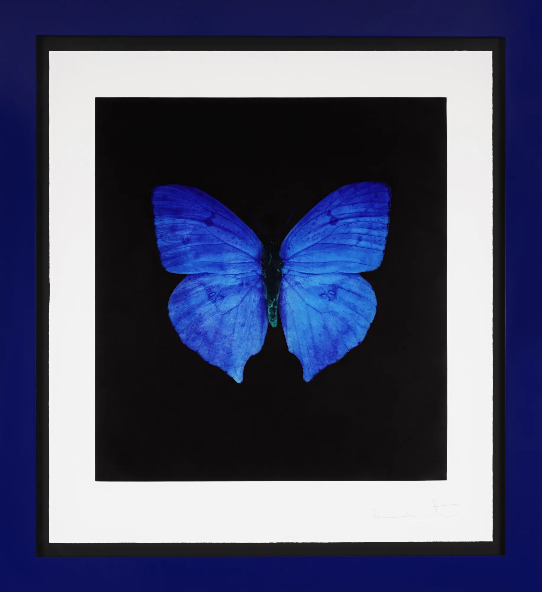 Damien Hirst: Butterflies