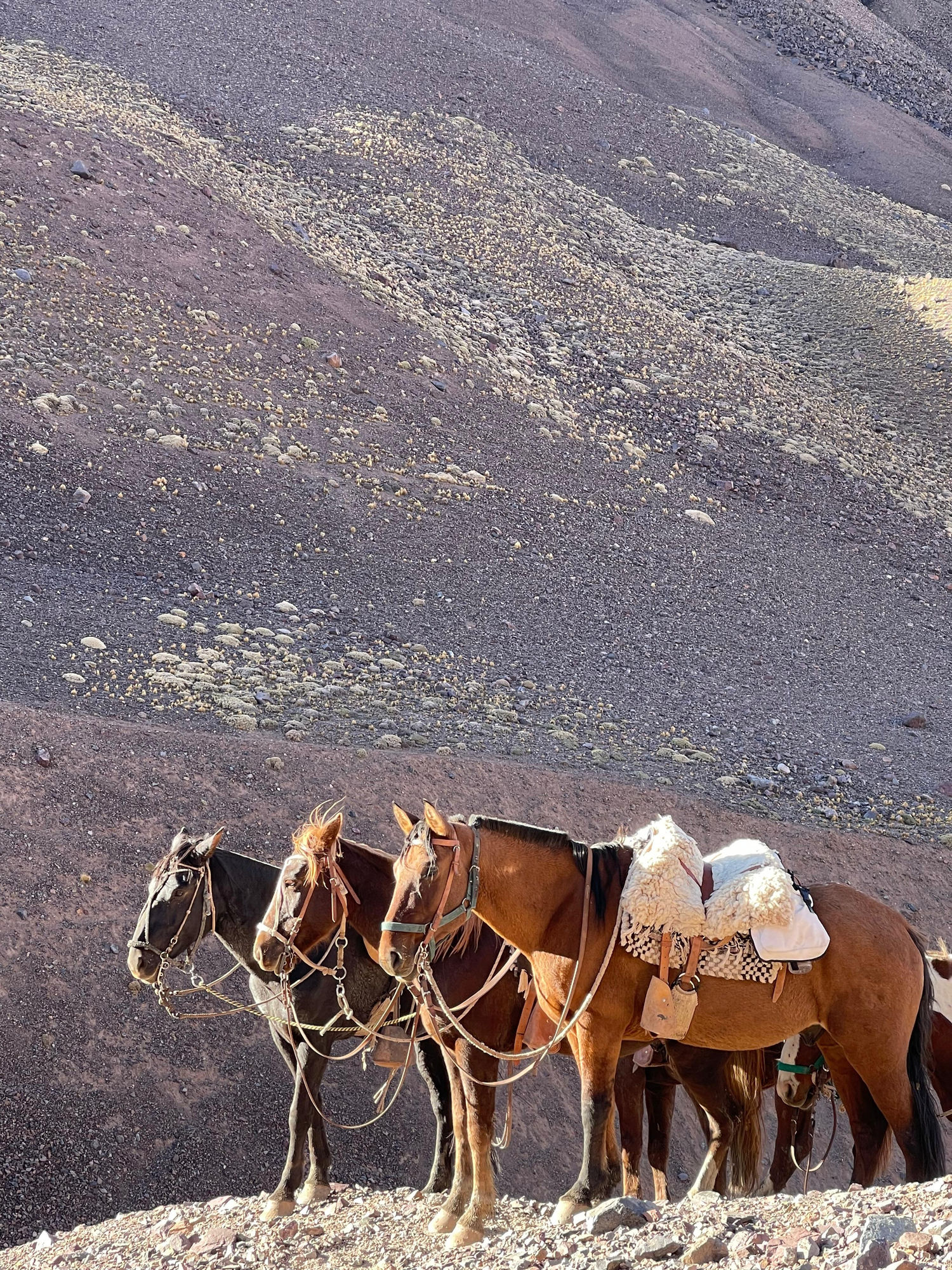 Carlos Gómez Centurión