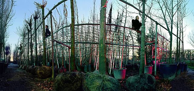 Photograph of a tree farm