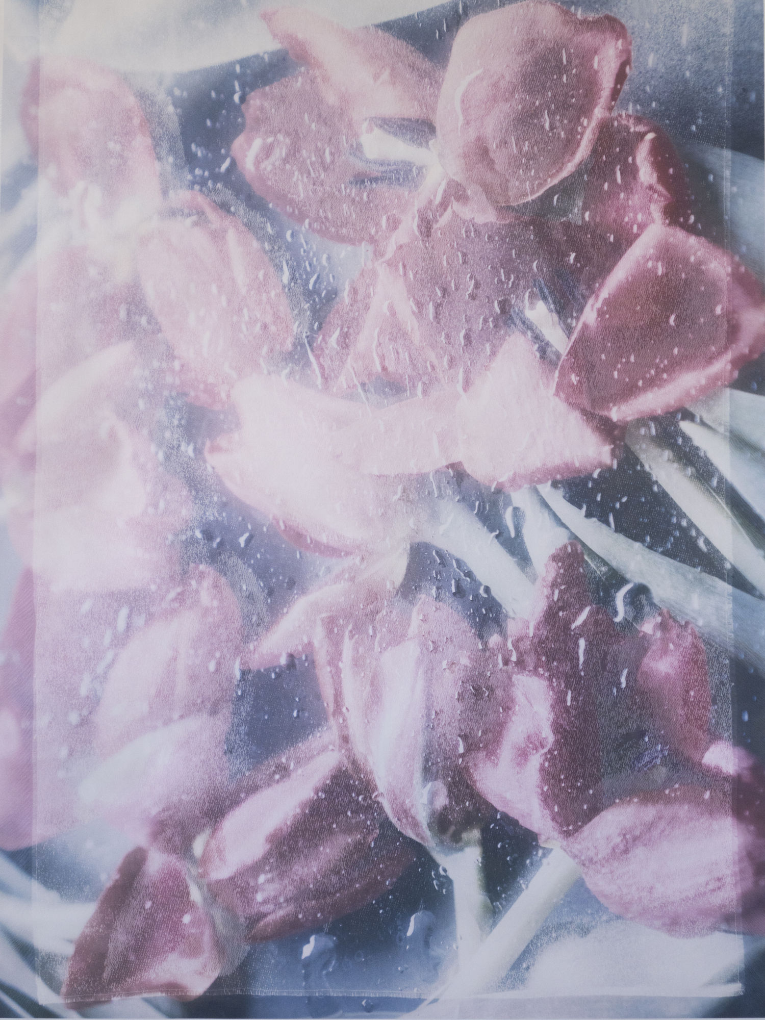 ROSANNA LEFEUVRE, Jane’s Gone, 2019