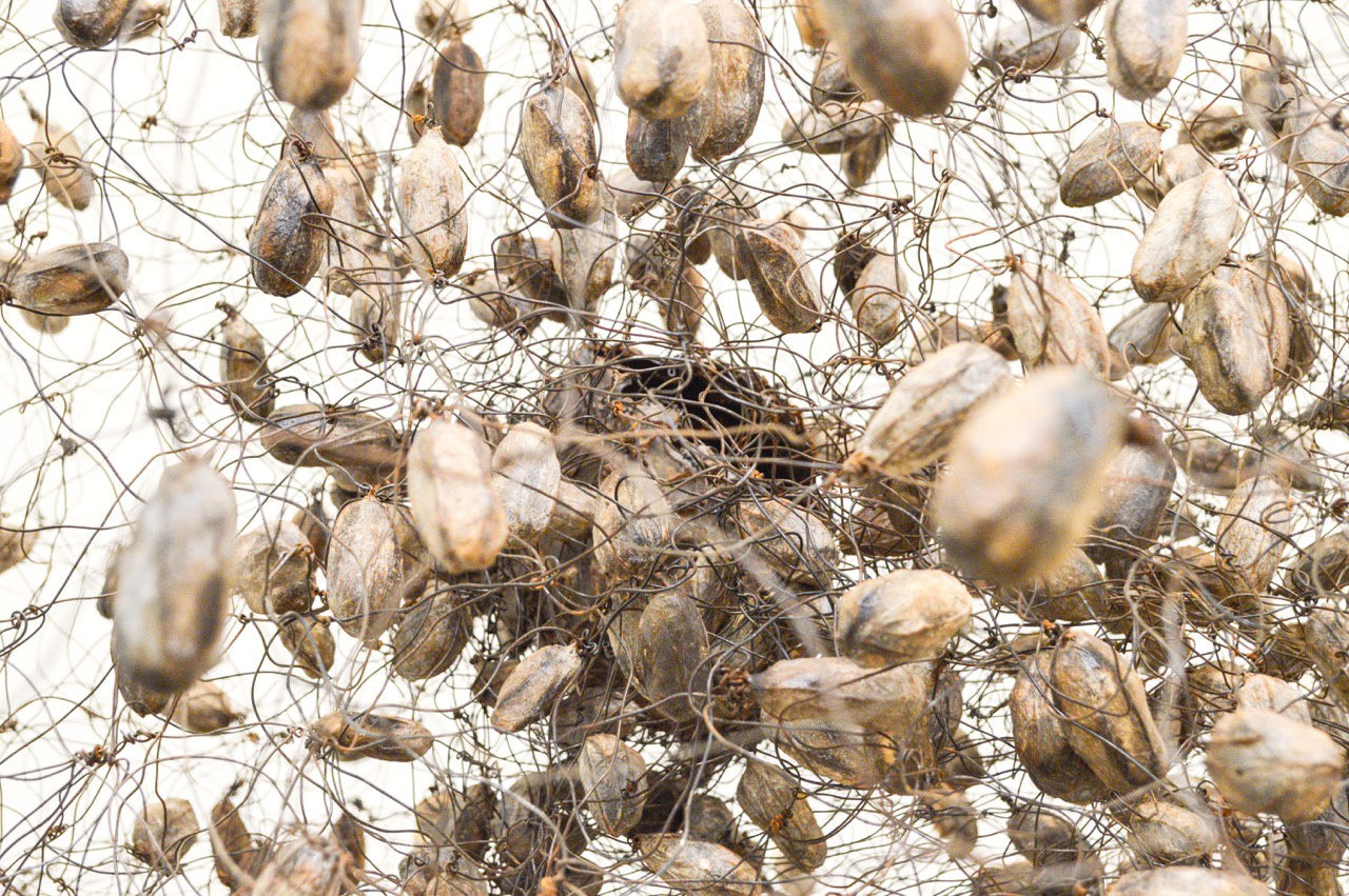 Yuriko Yamaguchi: The Trees are Humming