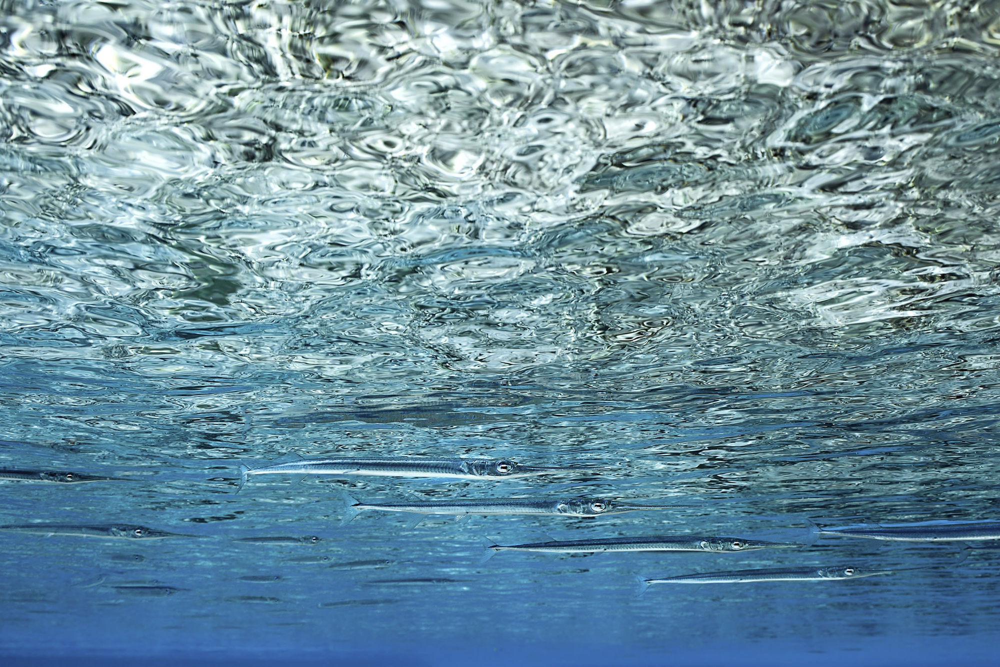 LES AIGUILLETTES 2017 - 40 x 60 cm Passe sud de l’atoll de Fakarava, Polynésie française