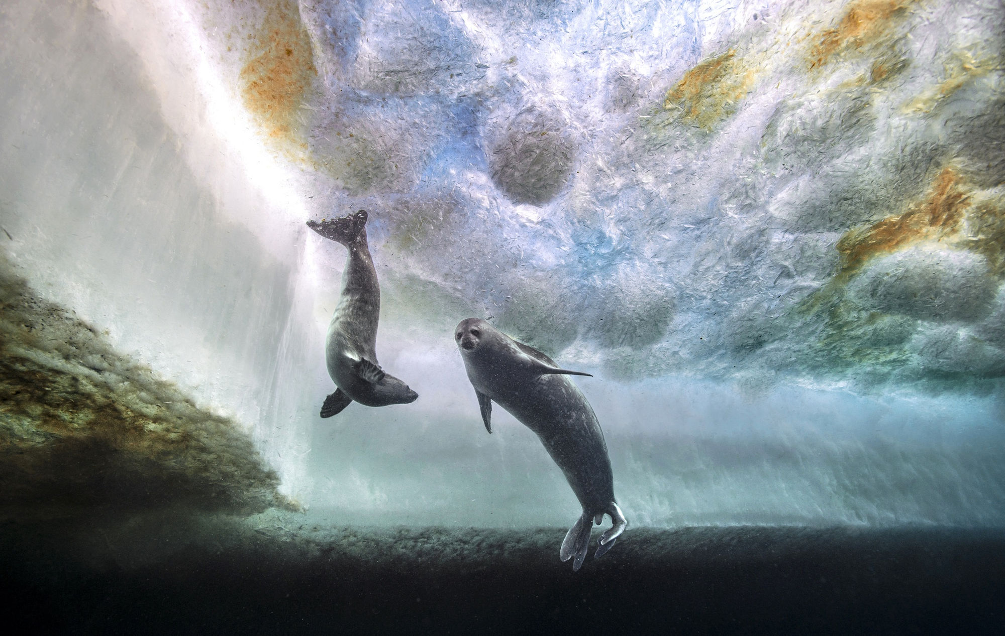 SUITÉE DE PHOQUE SOUS SOUPE DE GLACE 2015 - 40 x 60 cm Mer Adélie