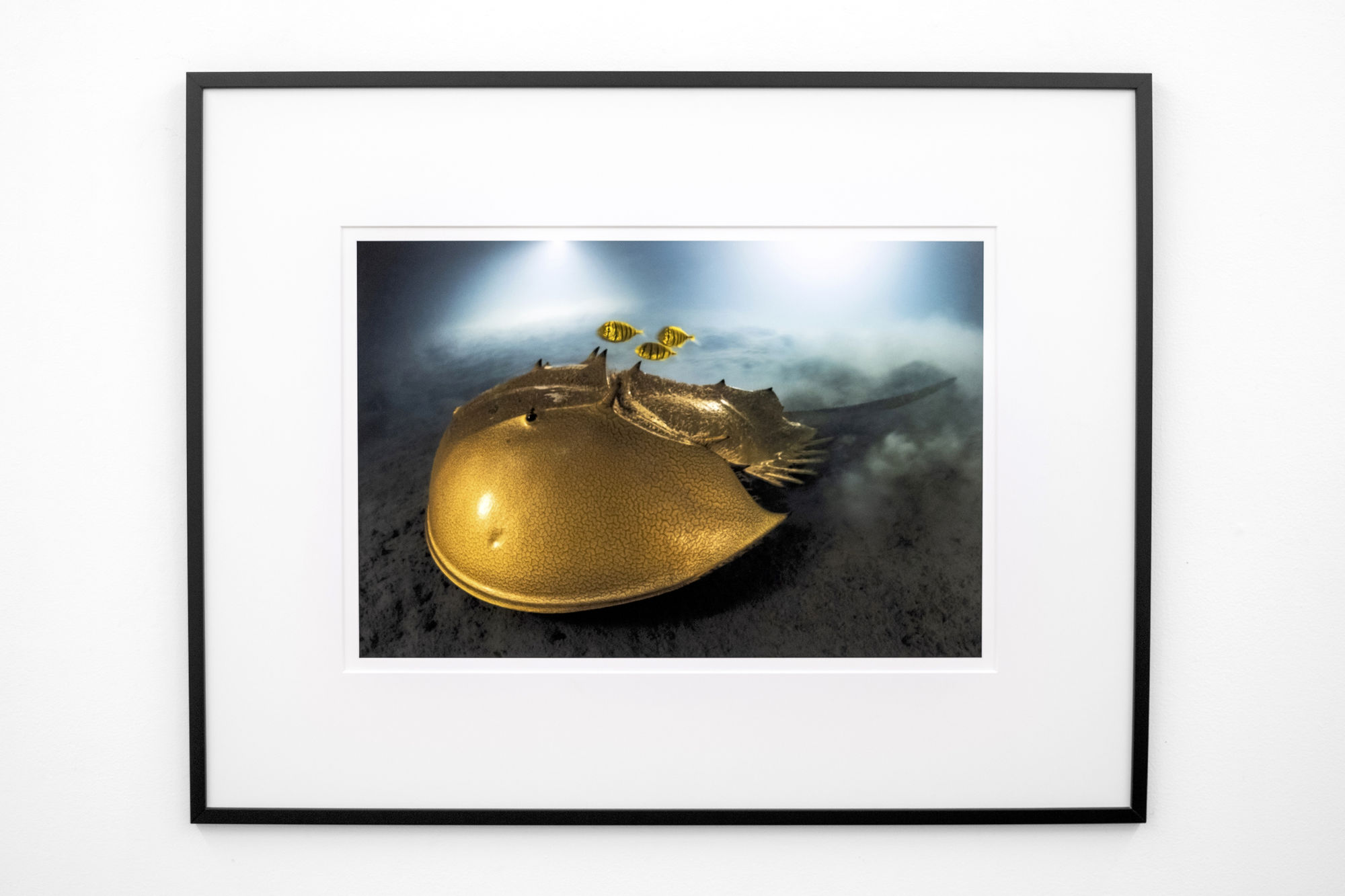 Speerstra Gallery Paris présente Laurent Ballesta "Alta Odyssea"