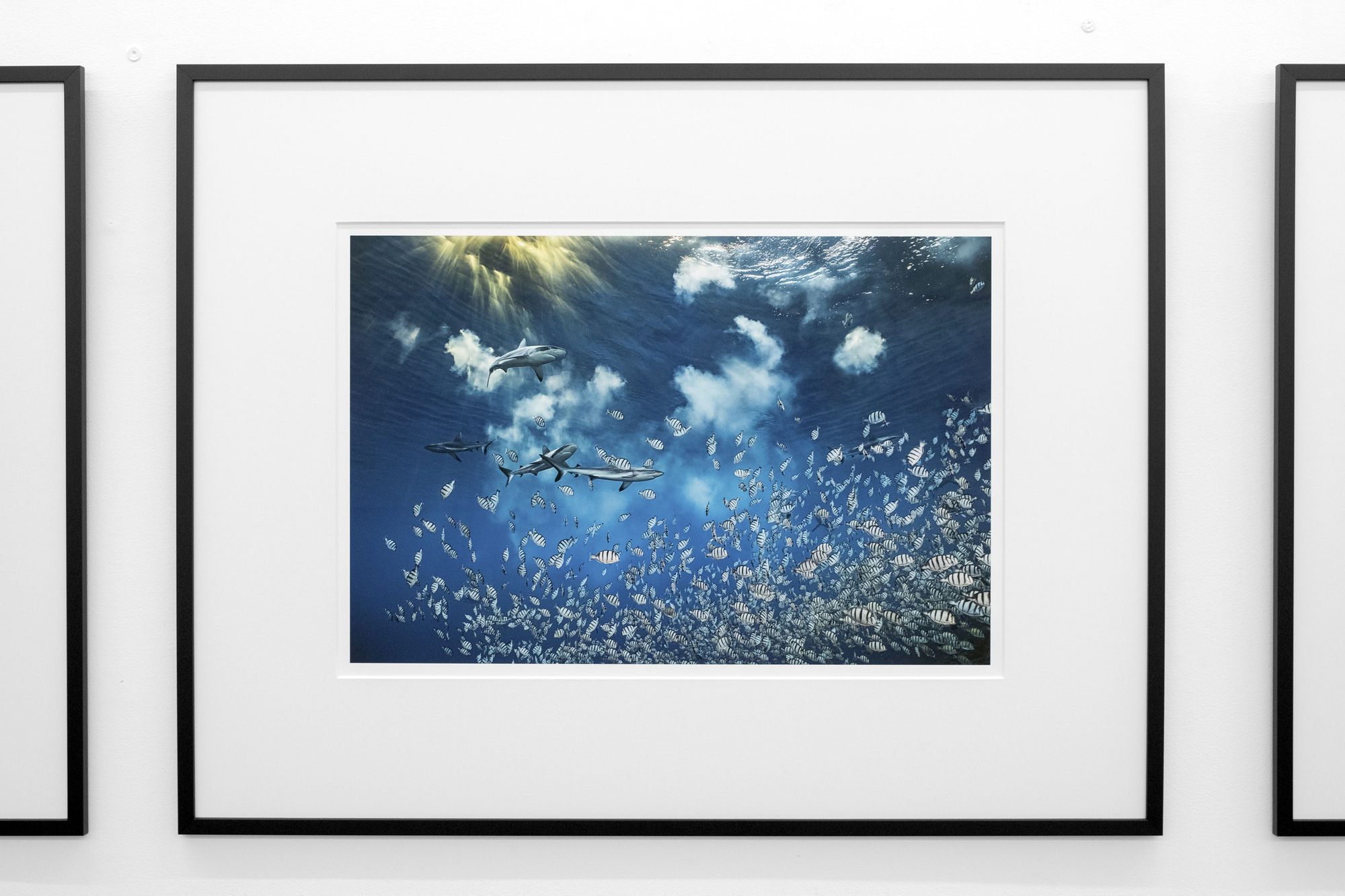 Speerstra Gallery Paris présente Laurent Ballesta "Alta Odyssea"