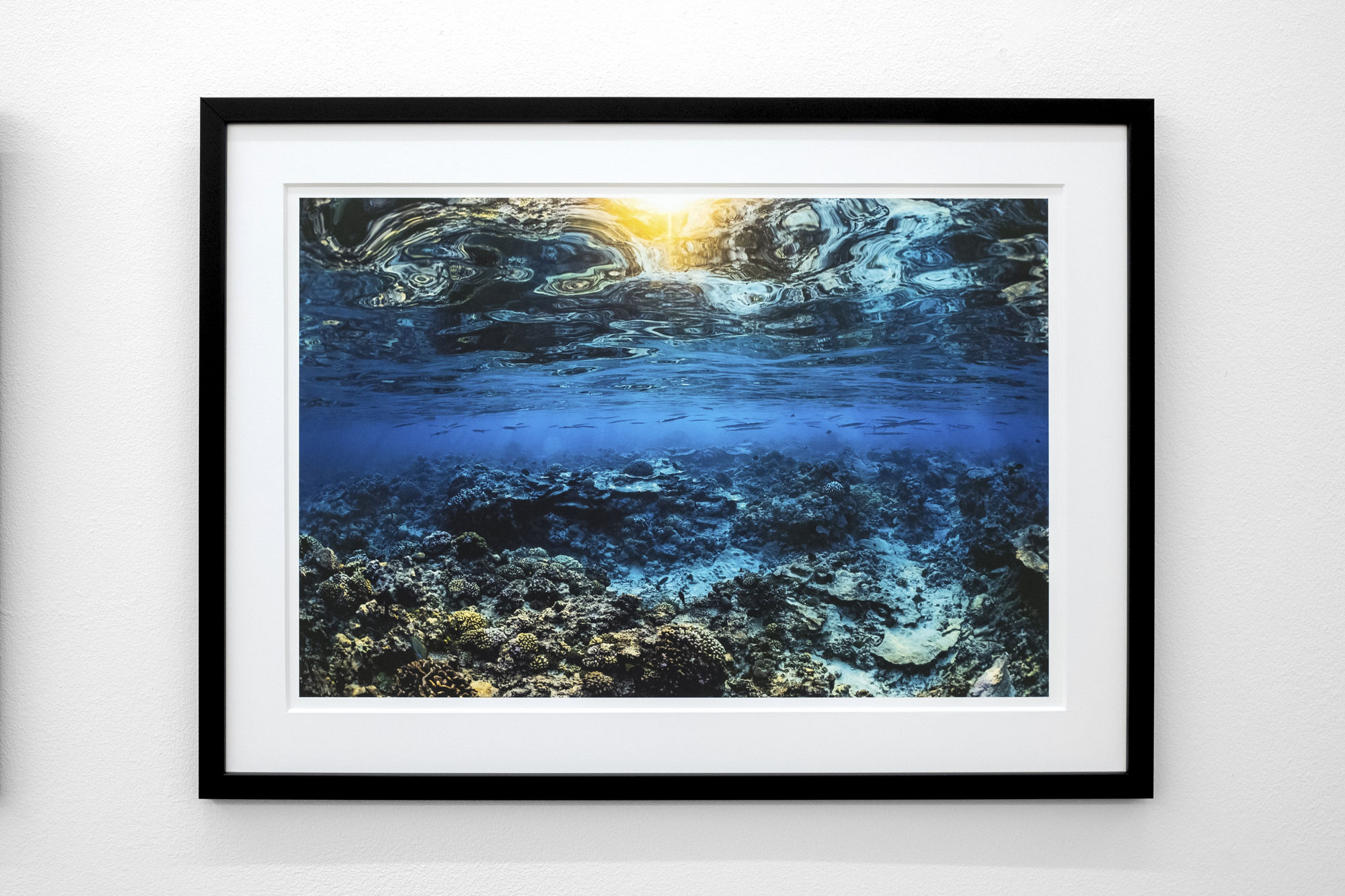 Speerstra Gallery Paris présente Laurent Ballesta "Alta Odyssea"