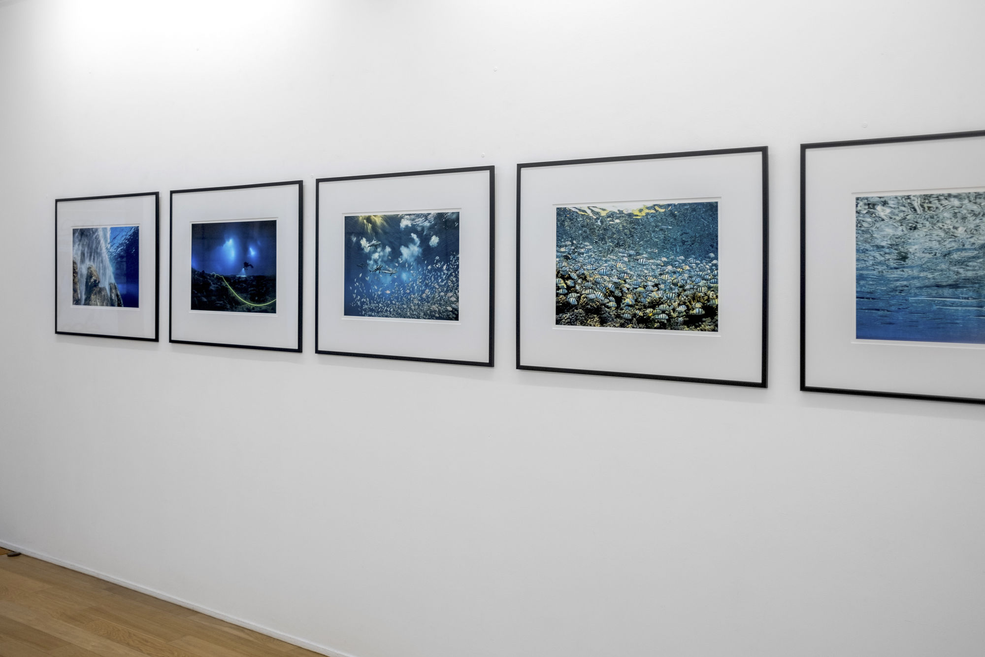 Speerstra Gallery Paris présente Laurent Ballesta "Alta Odyssea"