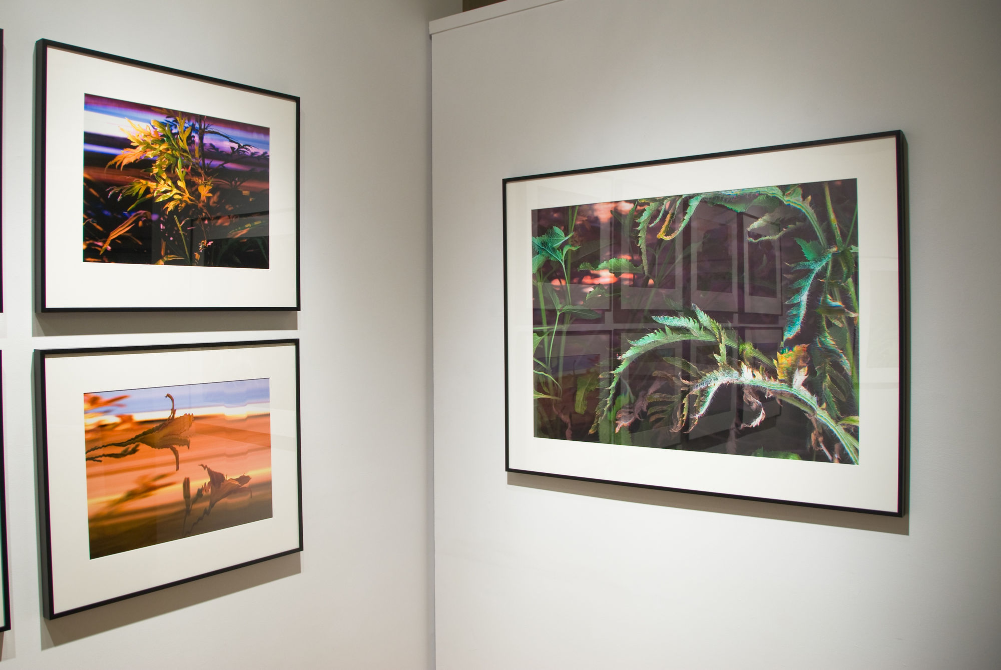 Bruce Checefsky: Gardens