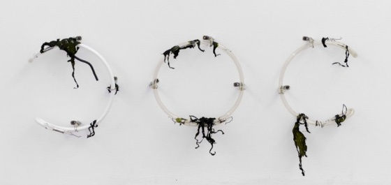 Elaine Cameron-Weir, Ben Schumacher not yet titled, 2013 three neon glass tubes, seaweed, hardware Dimensions variable