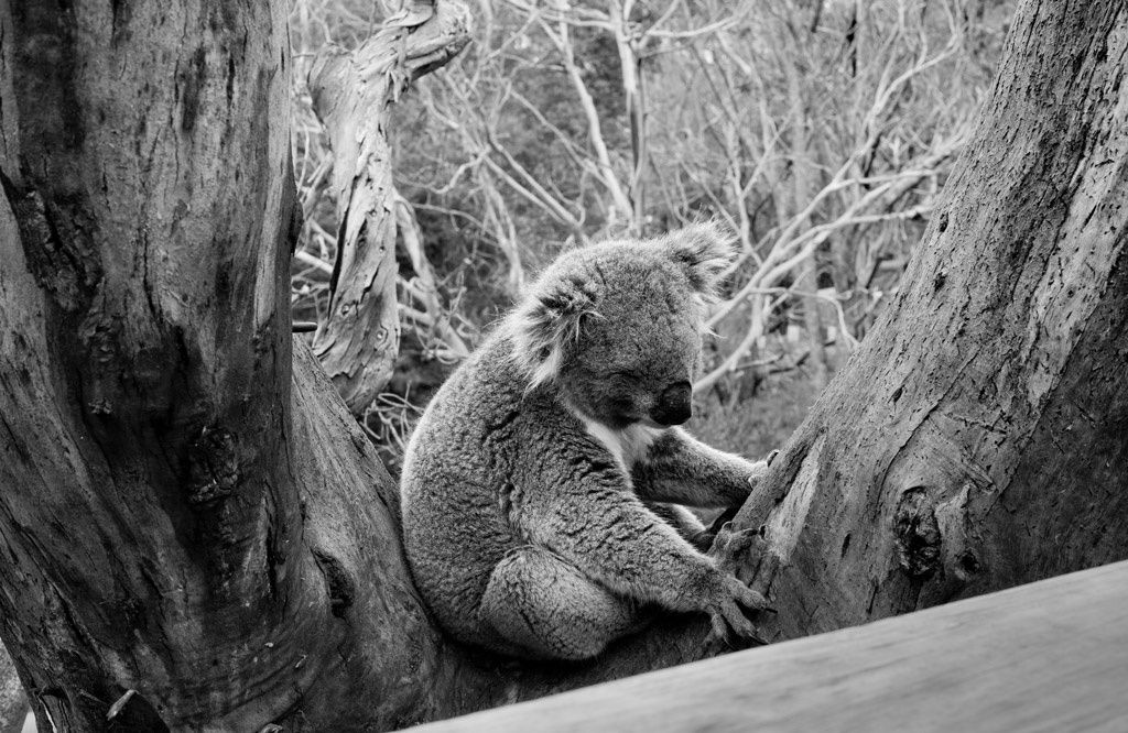 Group Show “ Botanical” of “Lotus” at Local Project Art Space in LIC, NY