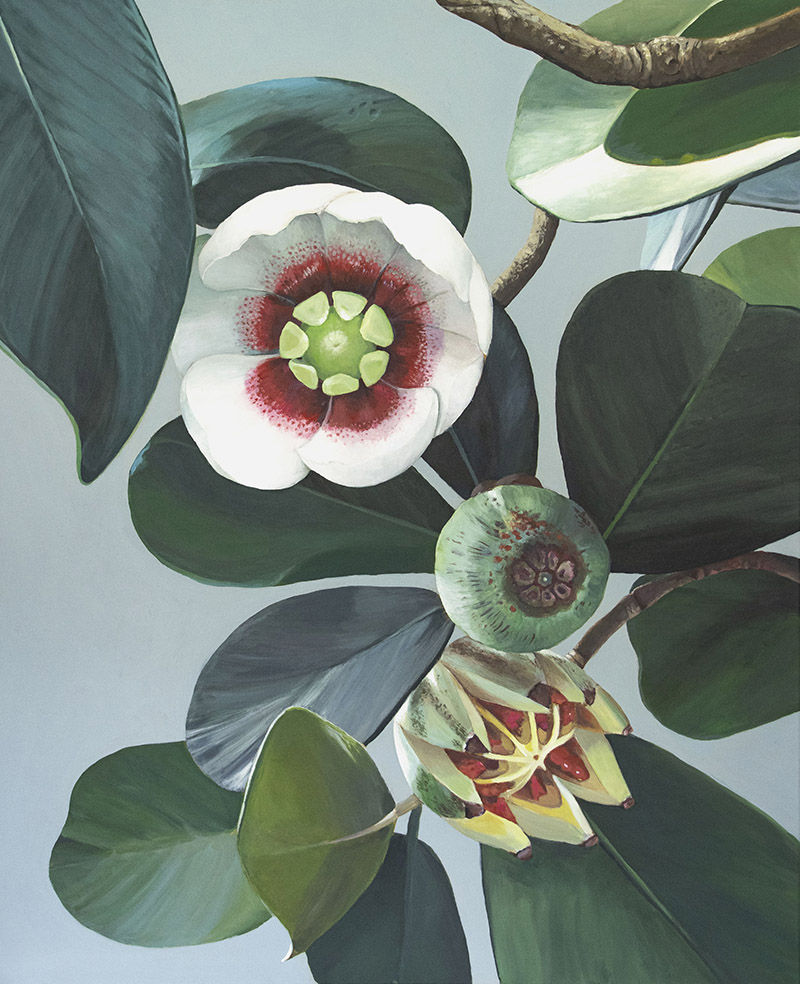 Clarissa P. VALAEYS Clusia Limited edition Giclee prints Signed, numbered and stamped 50 x 35 cm Edition of 5