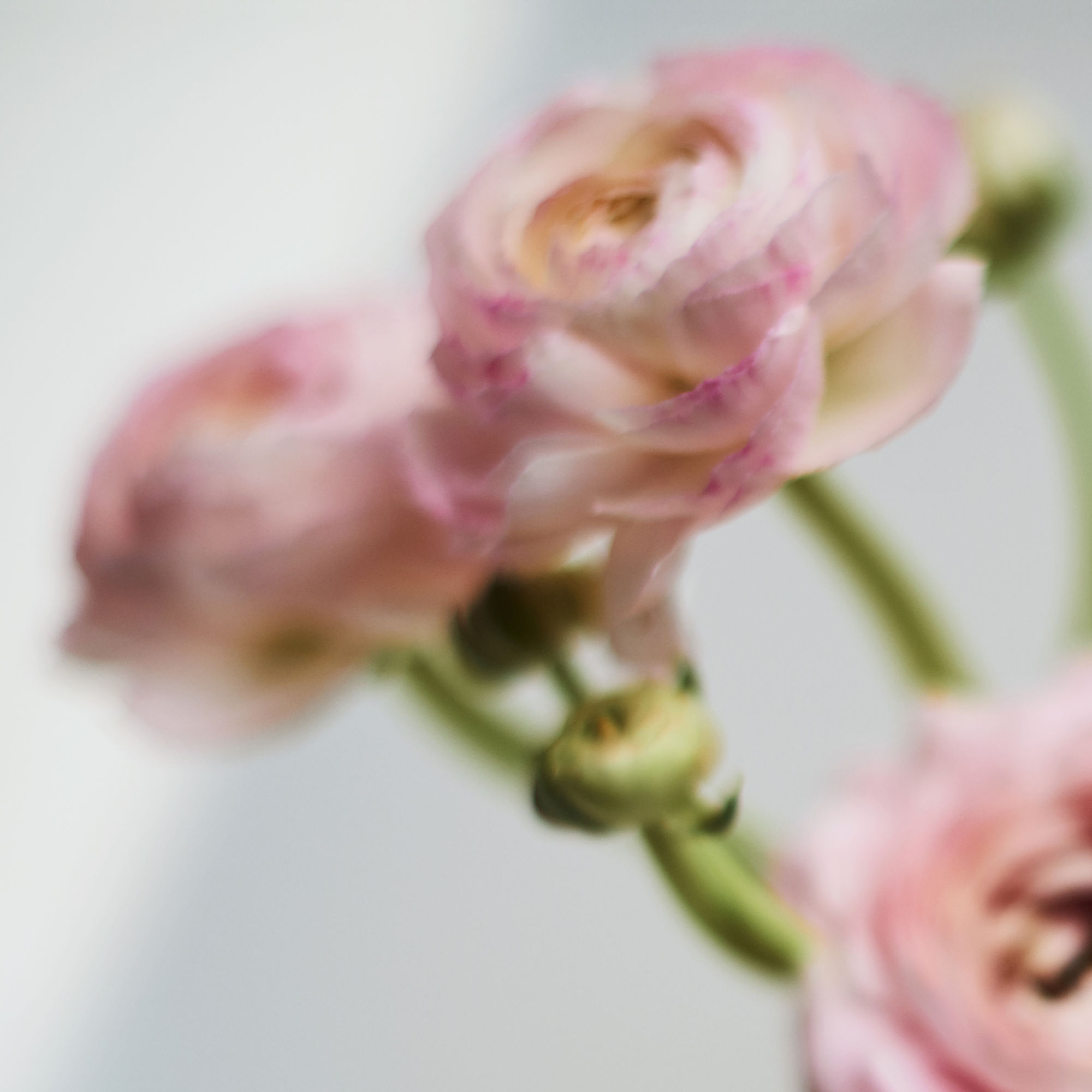 Mariano Vivanco, Peonies Two 021, 2015 Giclee print on Epson Semi-Gloss, 60 x 60 (framed) Edition of 15