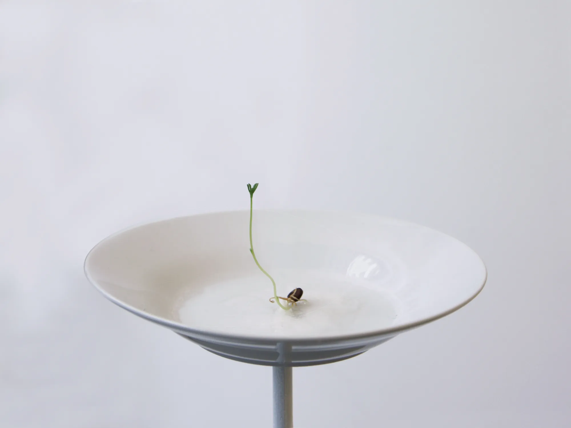 Stéphanie Saadé - The Second Space