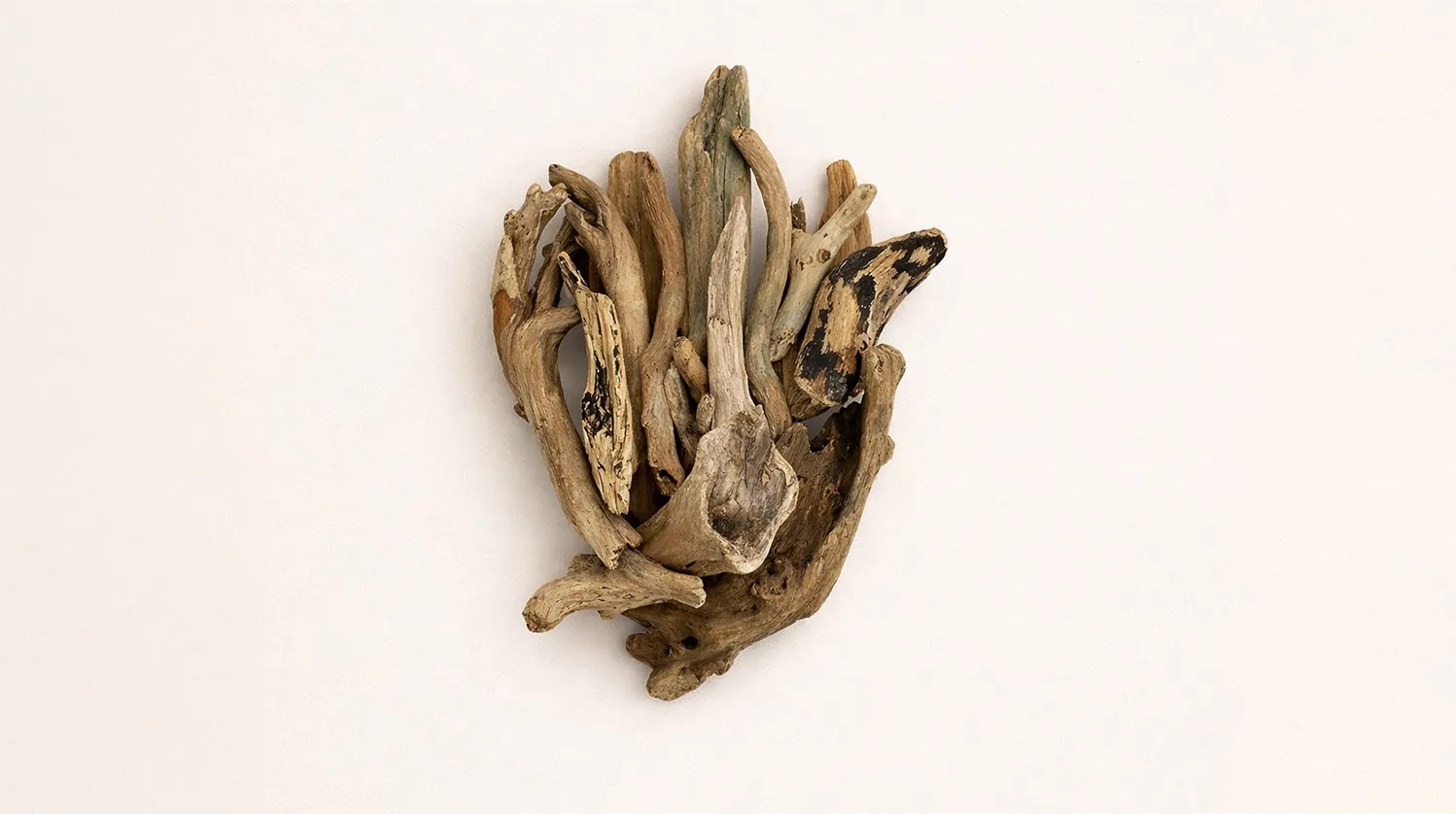 We Live in the Trees