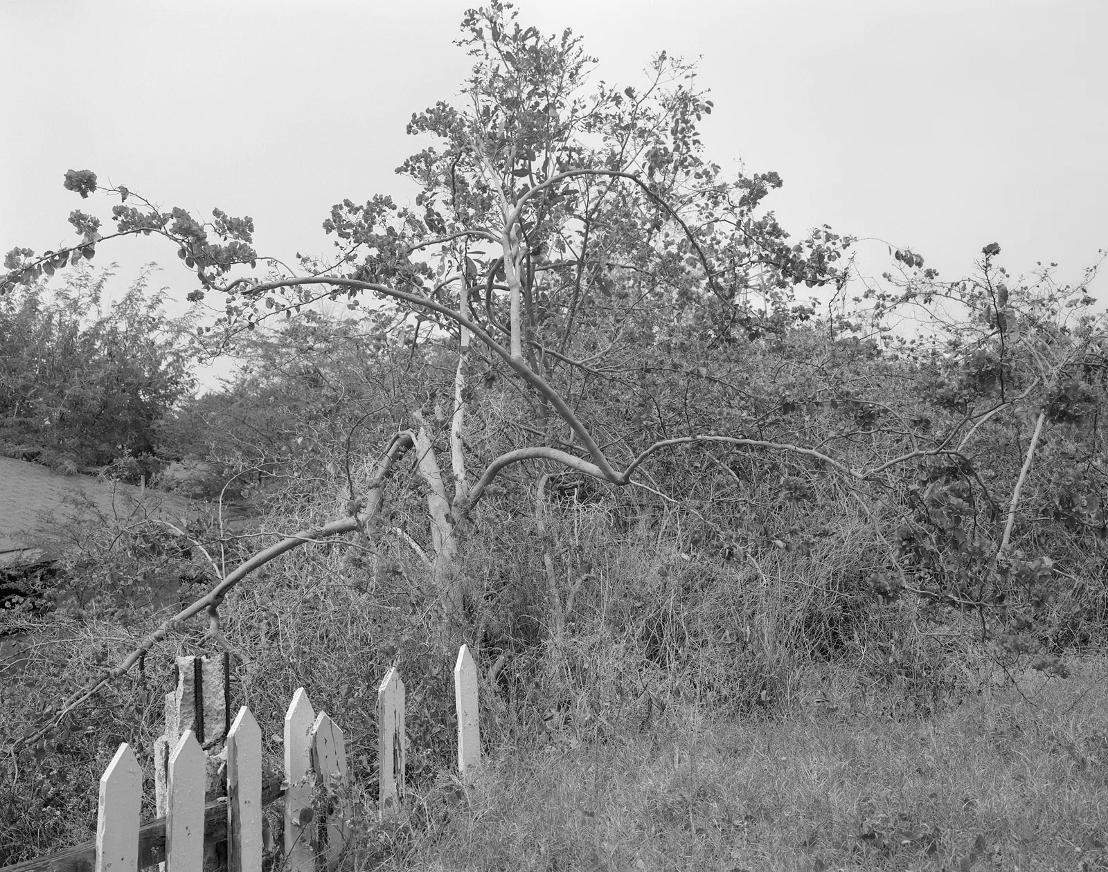 Bougainvillea and Buried Fence, Richmond Hill, Montserrat, 2016 Selenium Toned Silver Gelatin Print, 16x20" Edition of Three
