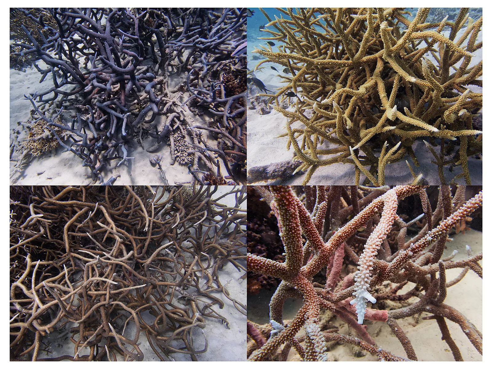 Reef Grid, Australia, 2022 Archival Pigment Print on Moab Entrada Rag, 17x21", Edition of Three