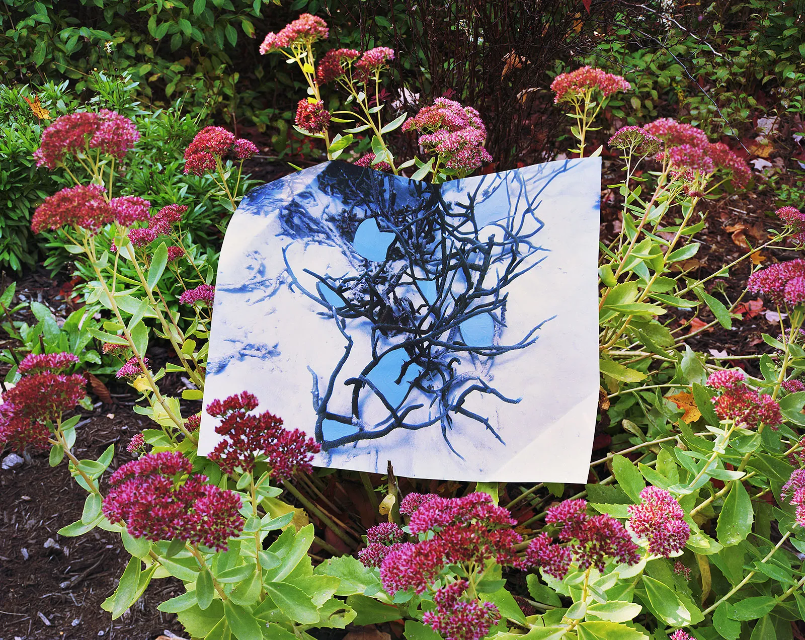 Reef Print with Gouache, Australia / Stonecrop, Connecticut, 2022 Archival Pigment Print on Moab Entrada Rag, Image Size, 8x10", Paper Size, 17x21", Edition of Three