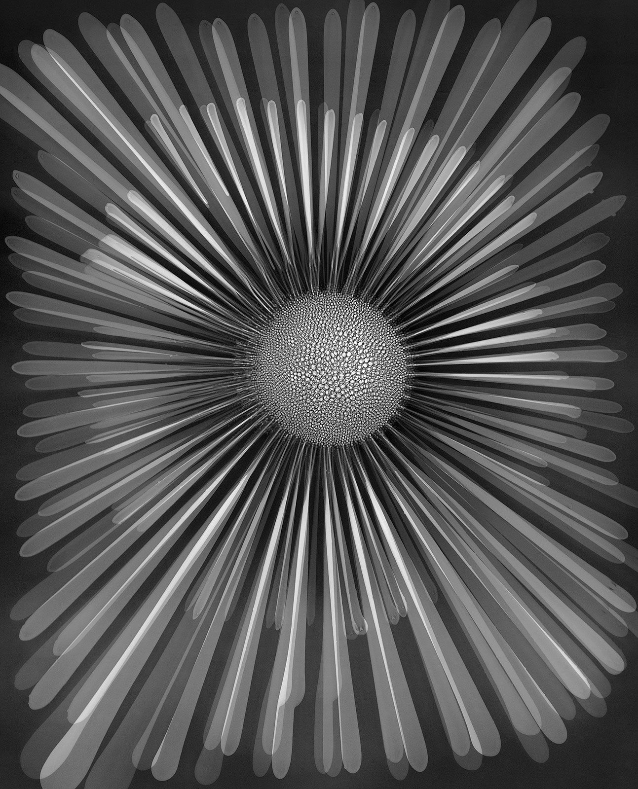 Taiyō, Ferrofluid Photogram on 8x10" Sheet of Film, 2013