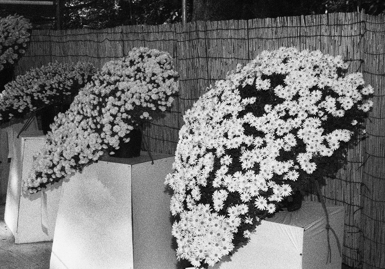 Meiji Shrine, Tokyo, Japan, 2018 Selenium Toned Silver Gelatin Print, 16x20" Edition of Three
