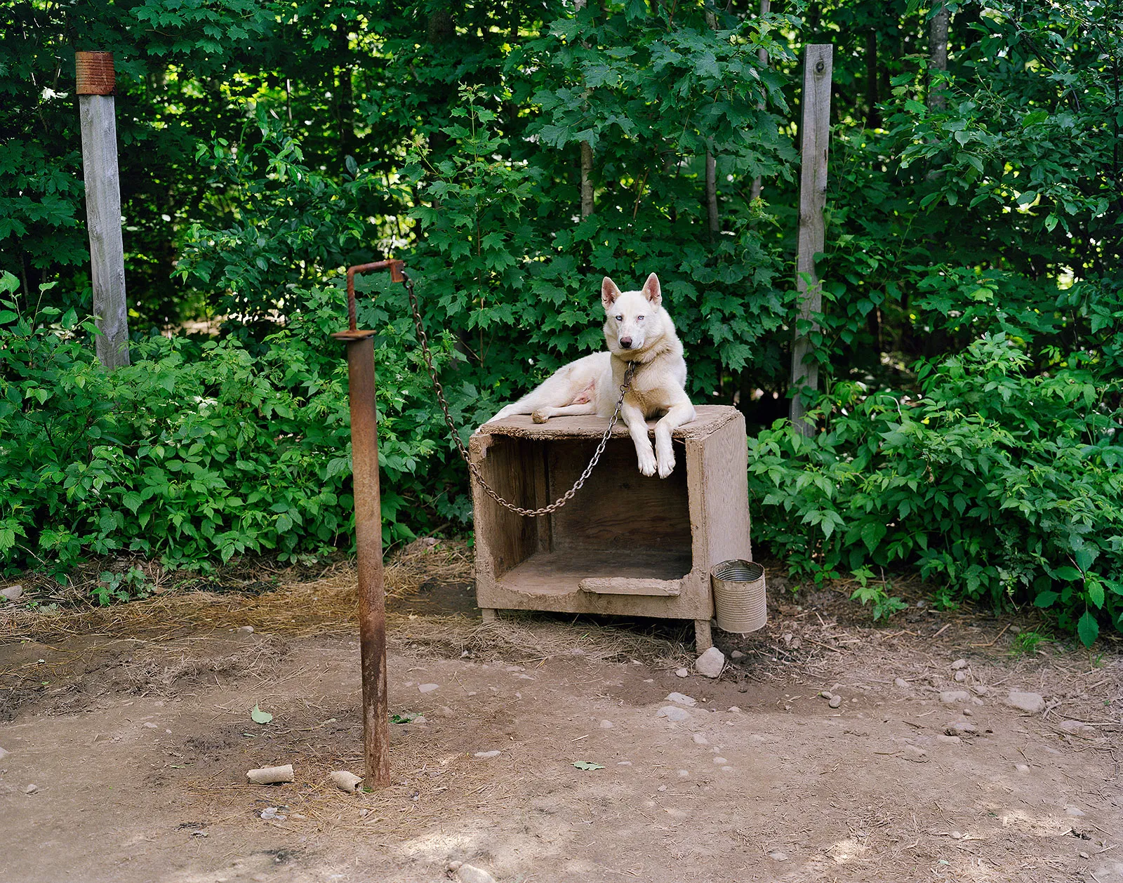 Sled Dog, Bethel, Maine, 2016 Archival Pigment Print, 20x24" Edition of Three