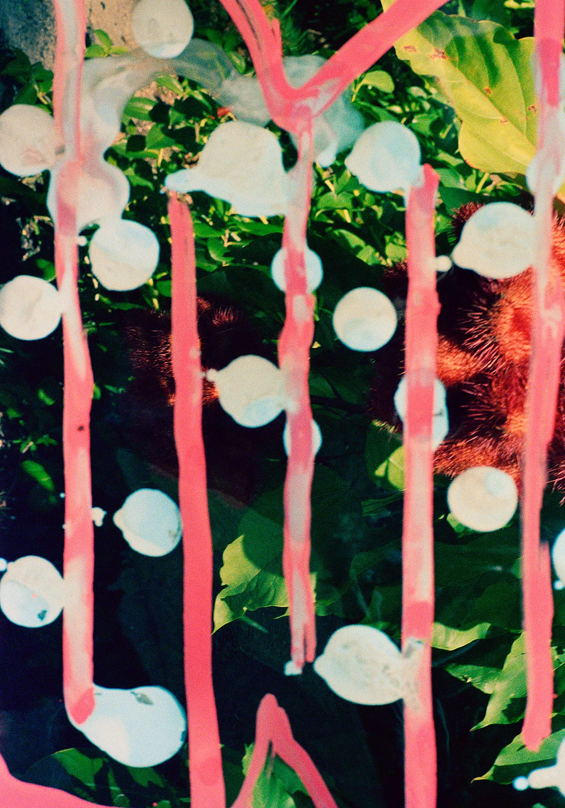 Untitled, St. Joseph, Barbados, 2026 Archival Pigment Print on Moab Entrada Rag, 21x17" Edition of Three