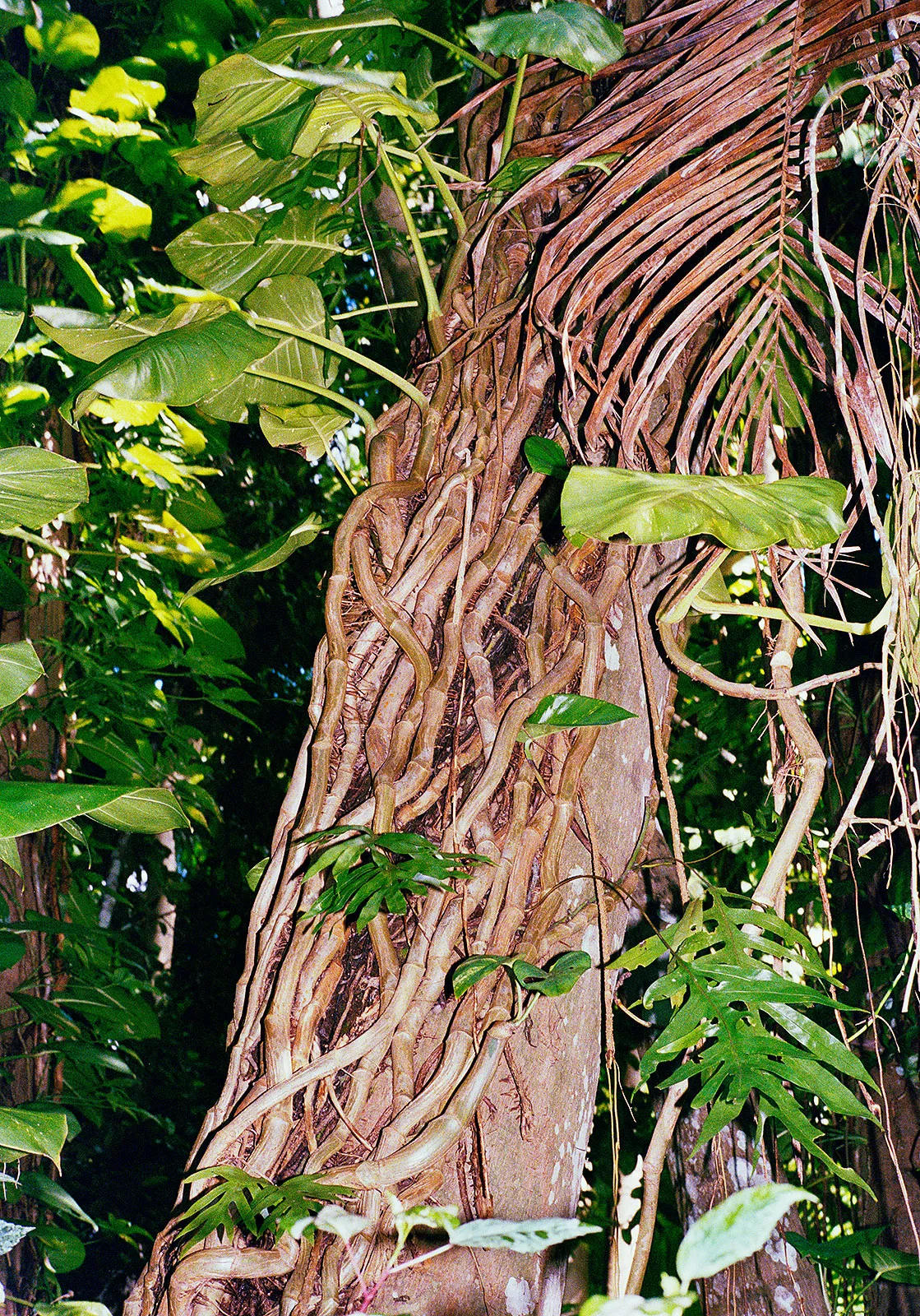 Untitled, St. Joseph, Barbados, 2026 Archival Pigment Print on Moab Entrada Rag, 21x17" Edition of Three