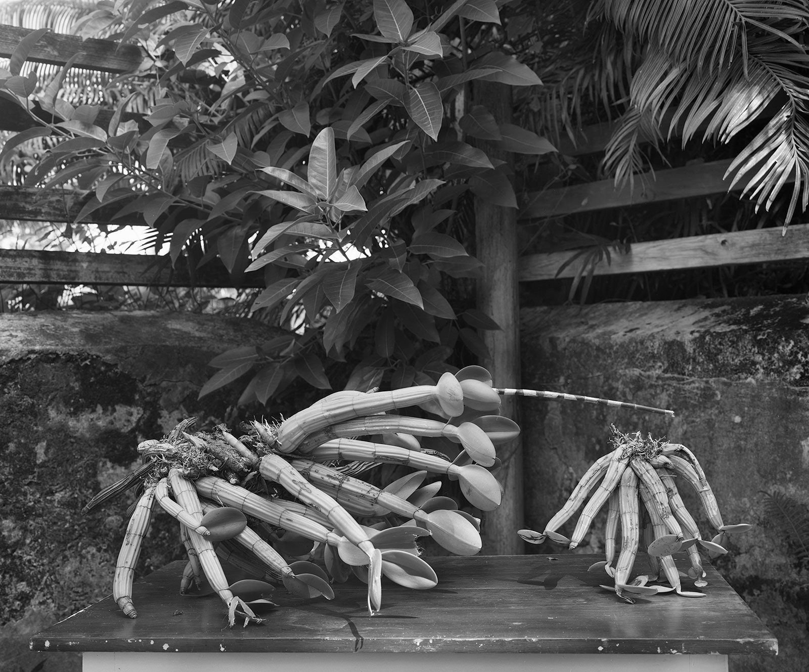 Spontaneous Sculpture, Epiphytic Orchids, Brighton Farm, St. George, Barbados, 2006 Selenium Toned Silver Gelatin Print, 20x24" Archival Pigment Print on Moab Entrada Rag, 17x21" Edition of Three