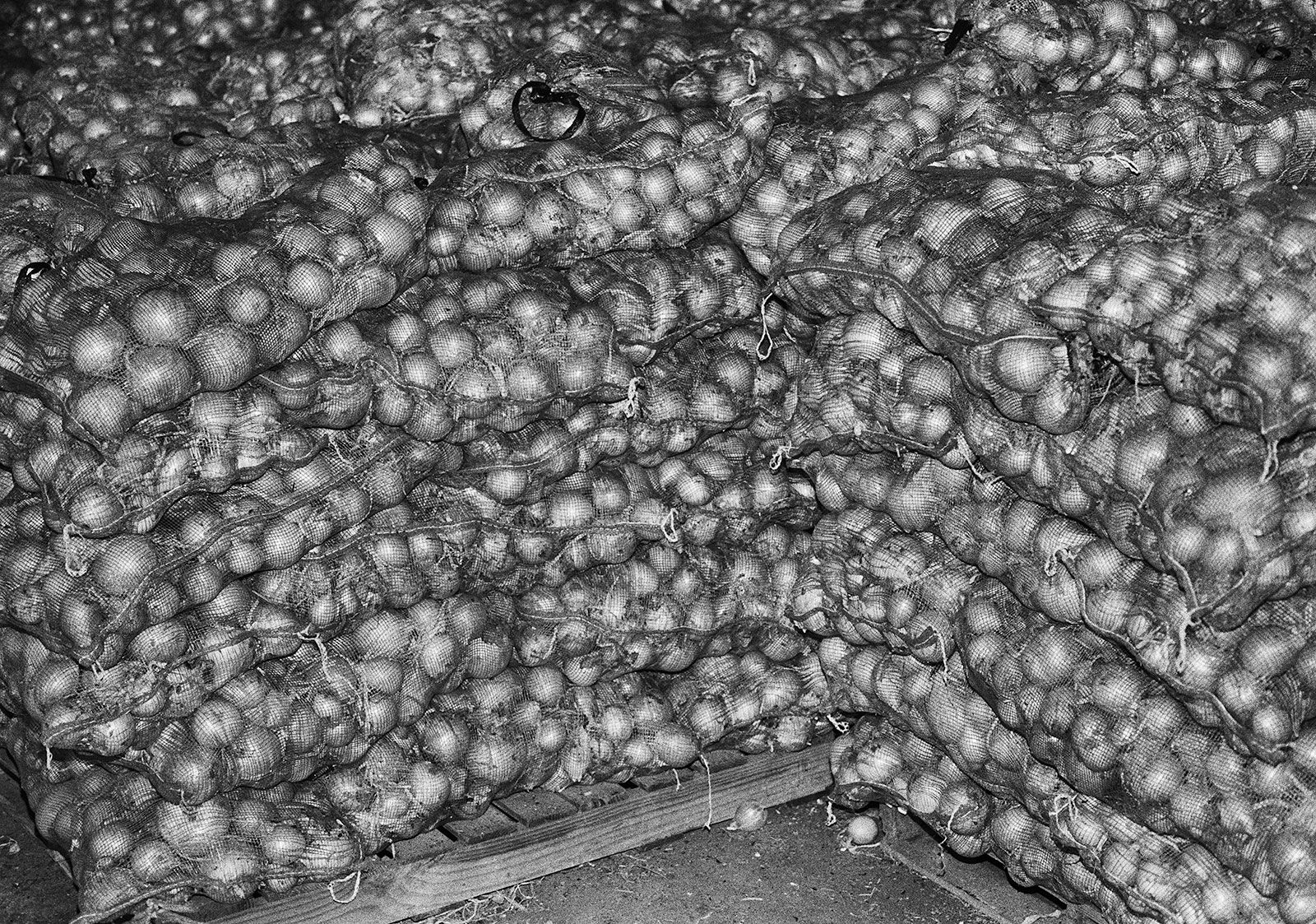 Onion Harvest, Brighton Farm, St. George, Barbados, 2018 Selenium Toned Silver Gelatin Print, 16x20" Archival Pigment Print on Moab Entrada Rag, 17x21" Edition of Three