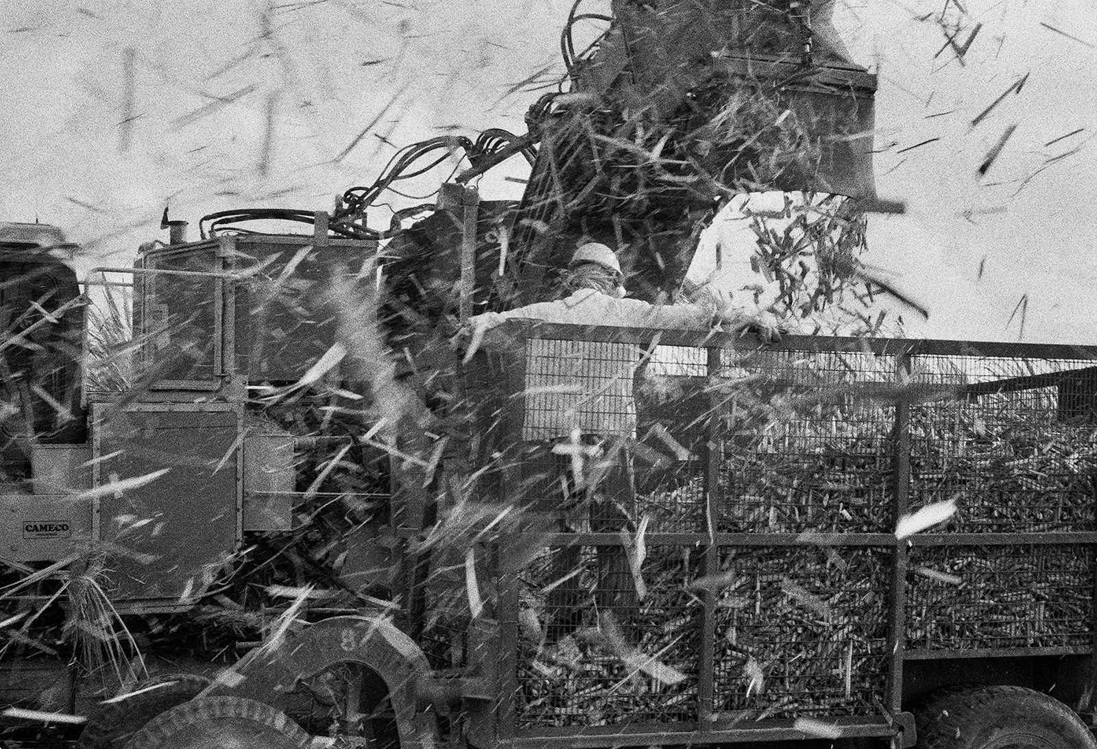 Cane Harvest, Brighton Farm, St. George, Barbados, 2010 Selenium Toned Silver Gelatin Print, 16x20" Archival Pigment Print on Moab Entrada Rag, 17x21" Edition of Three