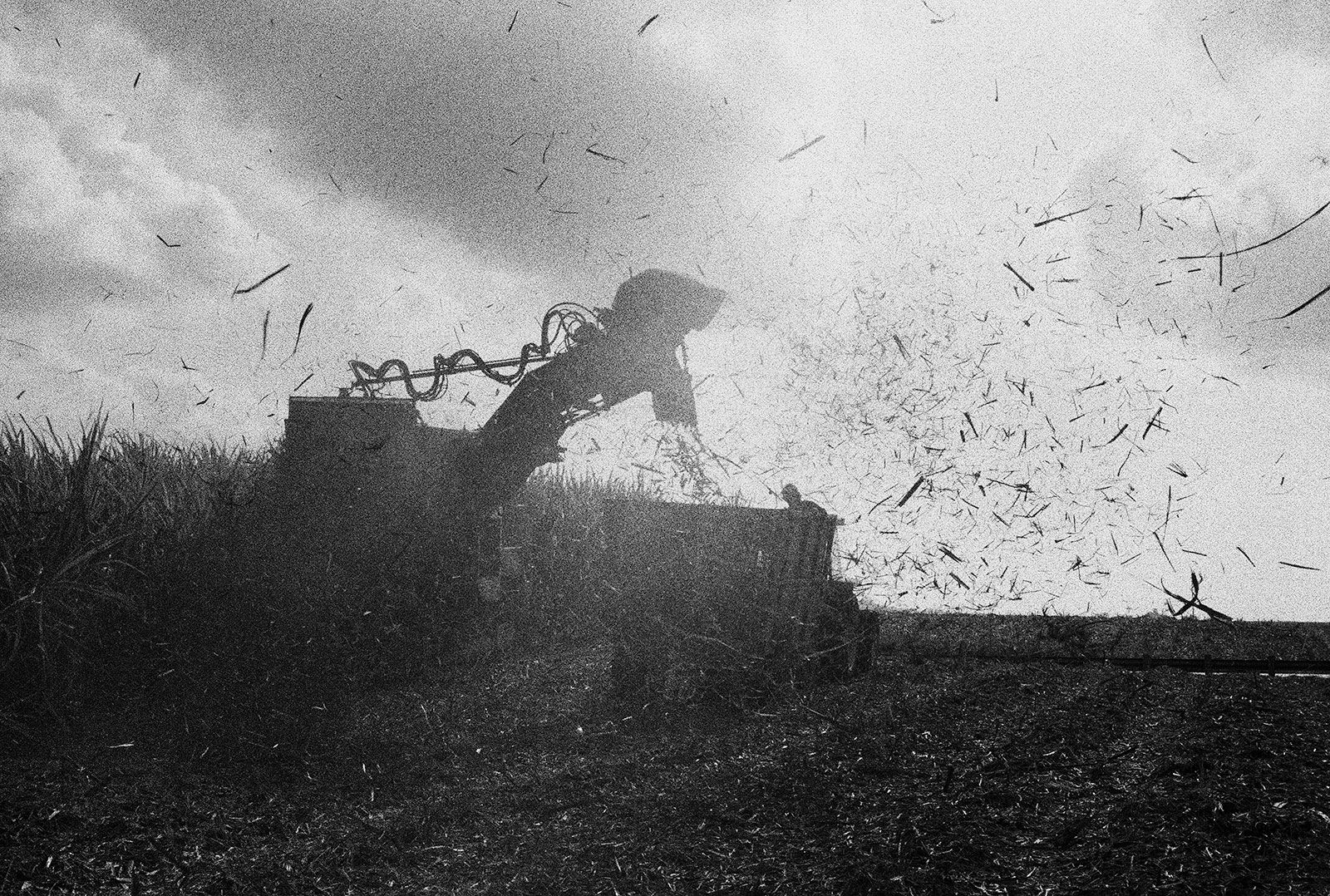 Cane Harvest, Brighton Farm, St. George, Barbados, 2010 Selenium Toned Silver Gelatin Print, 16x20" Archival Pigment Print on Moab Entrada Rag, 17x21" Edition of Three
