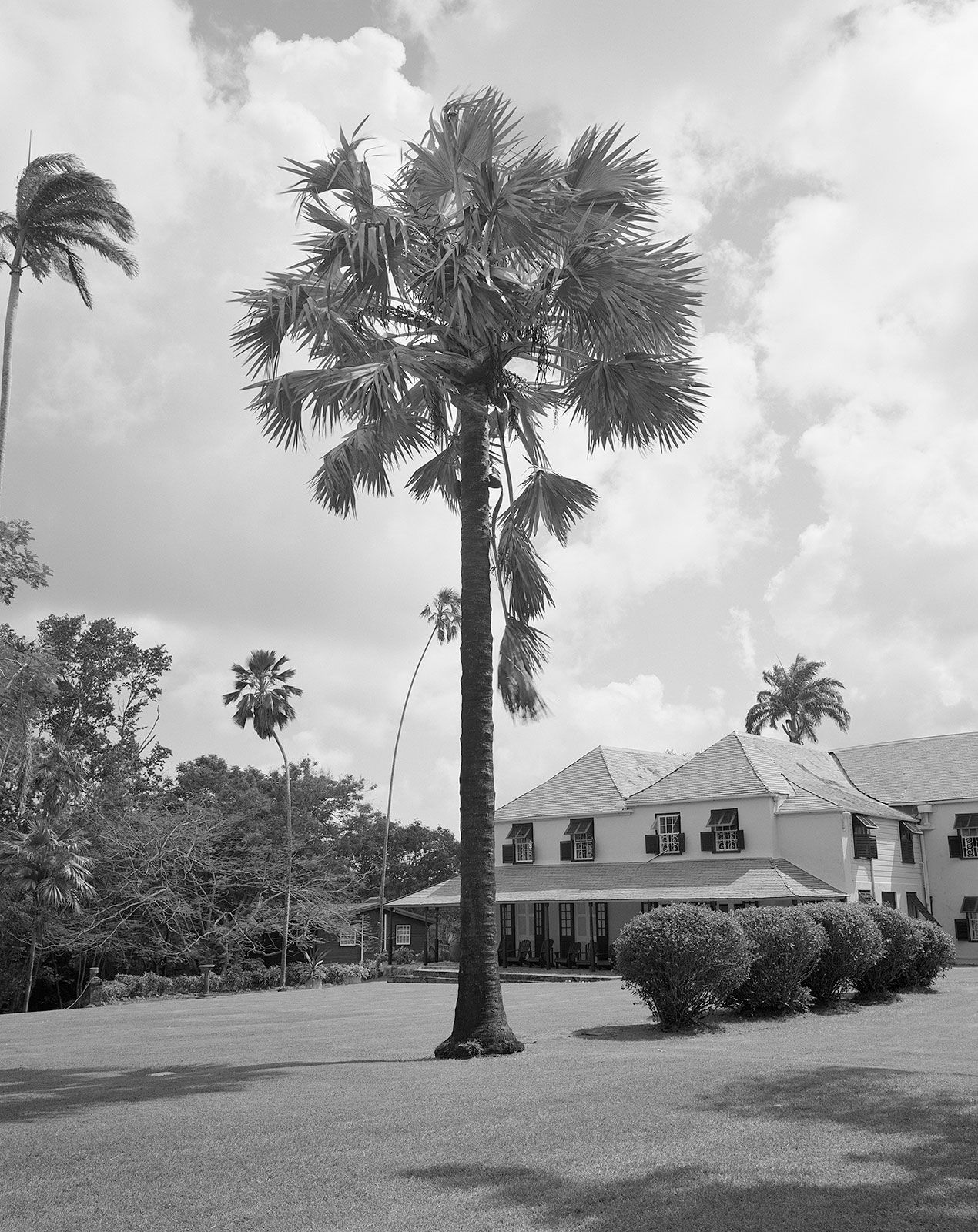 Same Bismarck Palm Seventeen Years Later, Brighton Farm, St. George, Barbados, 2023 Selenium Toned Silver Gelatin Print, 24x20" Archival Pigment Print on Moab Entrada Rag, 21x17" Edition of Three