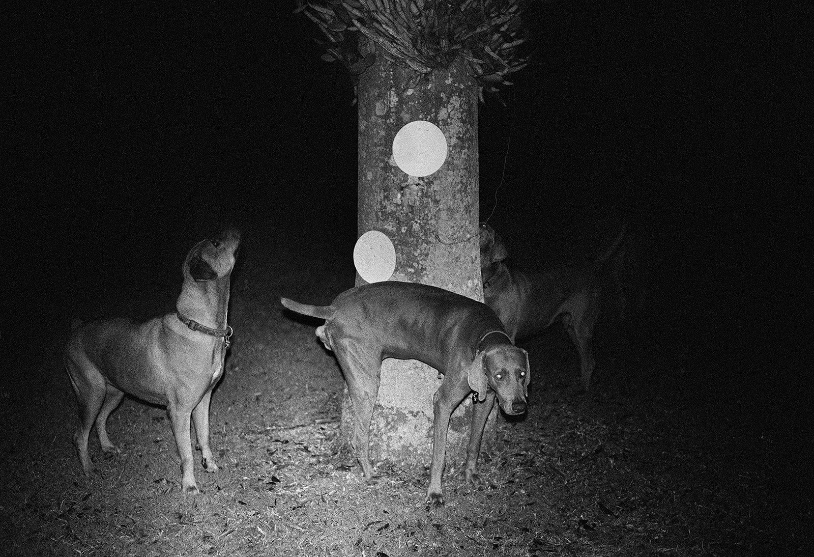 Dogs and Pie Plates, Brighton Farm, St. George, Barbados, 2011 Selenium Toned Silver Gelatin Print, 16x20" Archival Pigment Print on Moab Entrada Rag, 17x21" Edition of Three