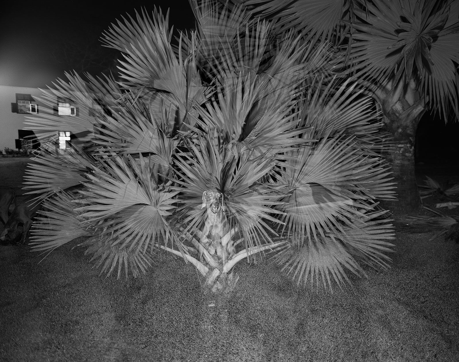 Phoenix and Bismarck Palm, Double Exposure, Brighton Farm, St. George, Barbados, 2007 Selenium Toned Silver Gelatin Print, 20x24" Archival Pigment Print on Moab Entrada Rag, 17x21" Edition of Three