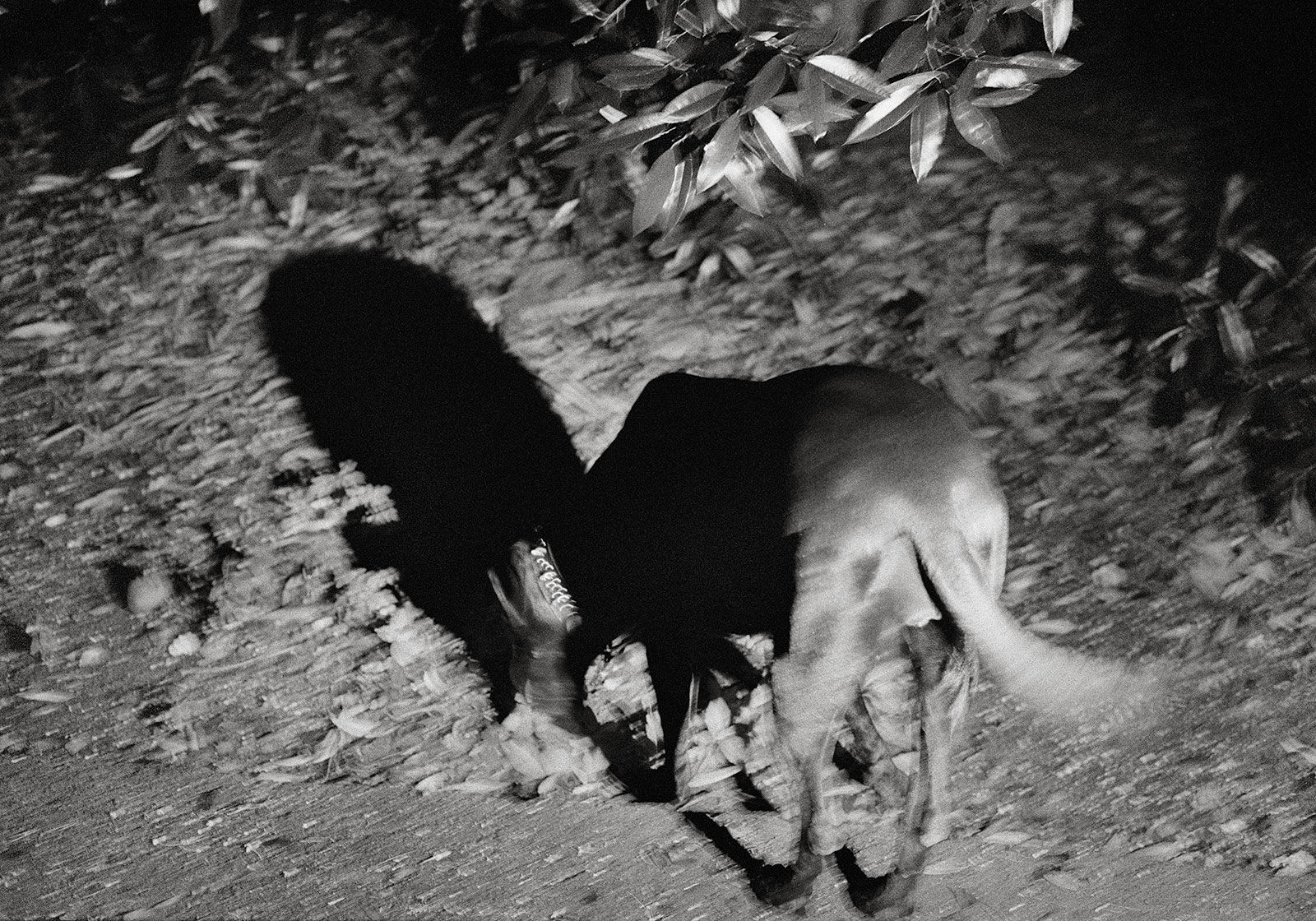 Night Walk, Brighton Farm, St. George, Barbados, 2012 Selenium Toned Silver Gelatin Print, 16x20" Archival Pigment Print on Moab Entrada Rag, 17x21" Edition of Three