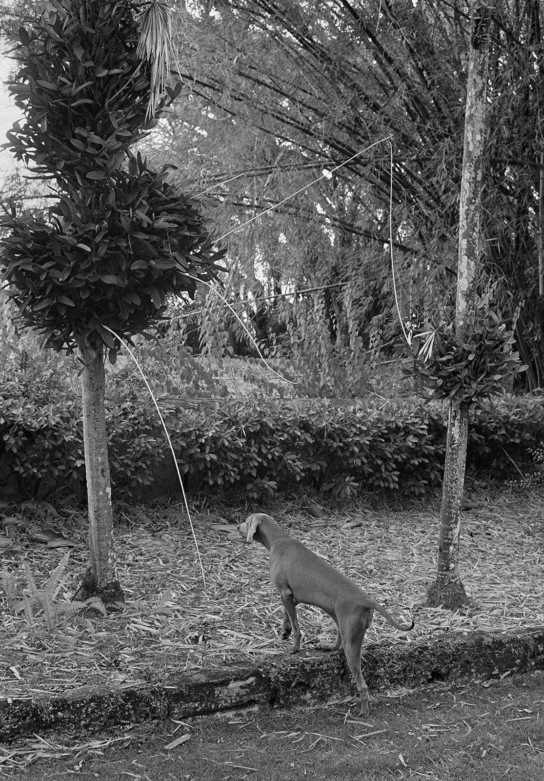 Luna and Epiphytic Orchids, Brighton Farm, St. George, Barbados, 2009 Selenium Toned Silver Gelatin Print, 20x16" Archival Pigment Print on Moab Entrada Rag, 17x21" Edition of Three