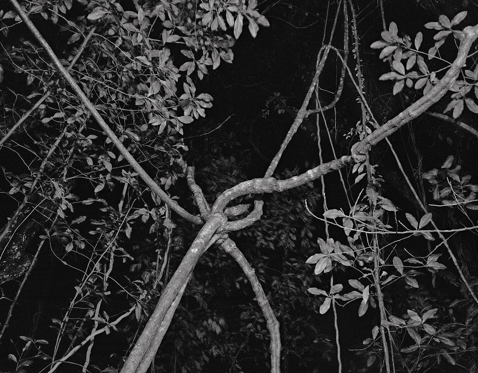Gully Knot, Brighton Farm, St. George, Barbados, 2007 Selenium Toned Silver Gelatin Print, 20x24" Archival Pigment Print on Moab Entrada Rag, 17x21" Edition of Three